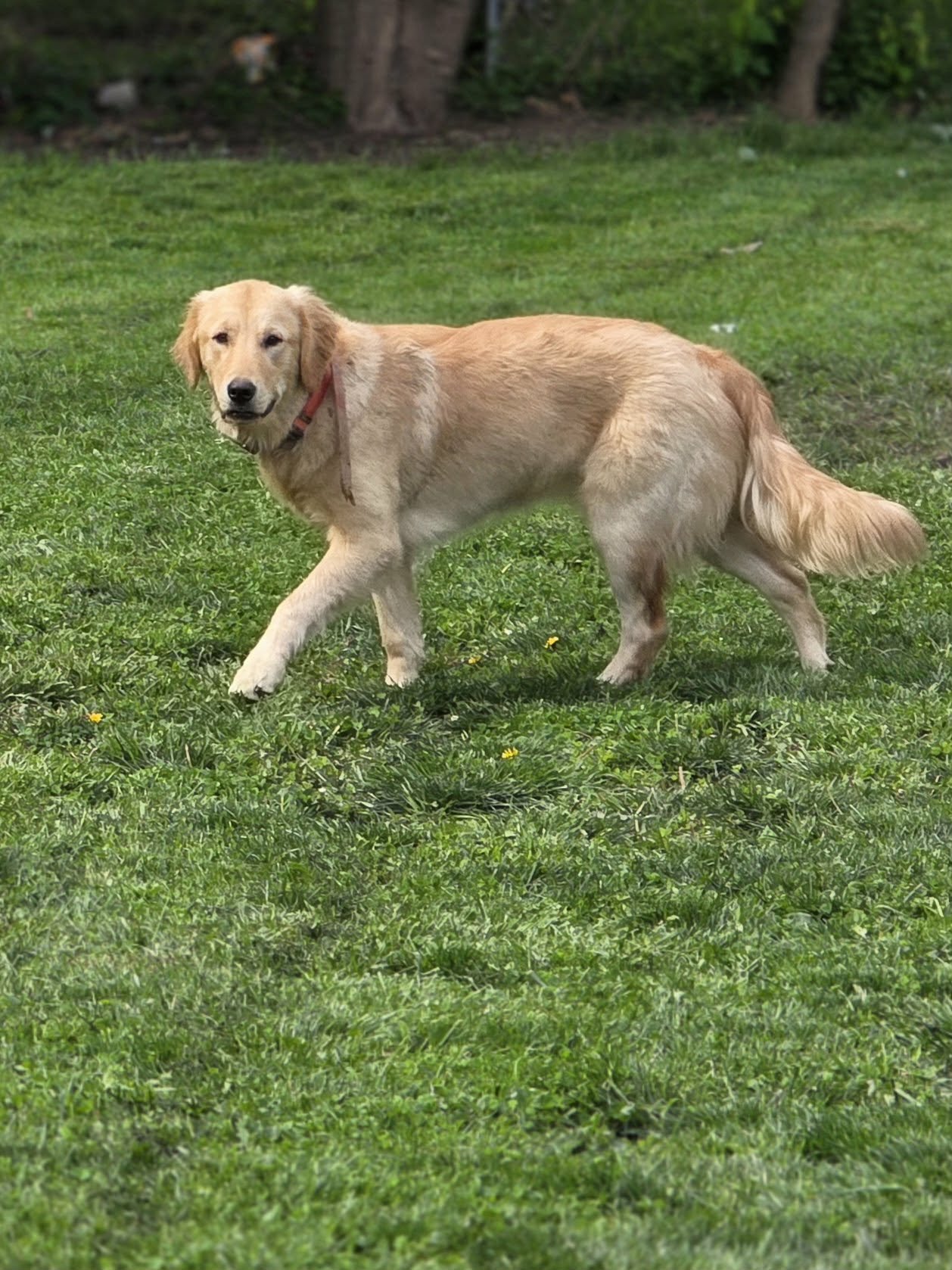 Golden retriever dog walking on grassy yard with trees in background.