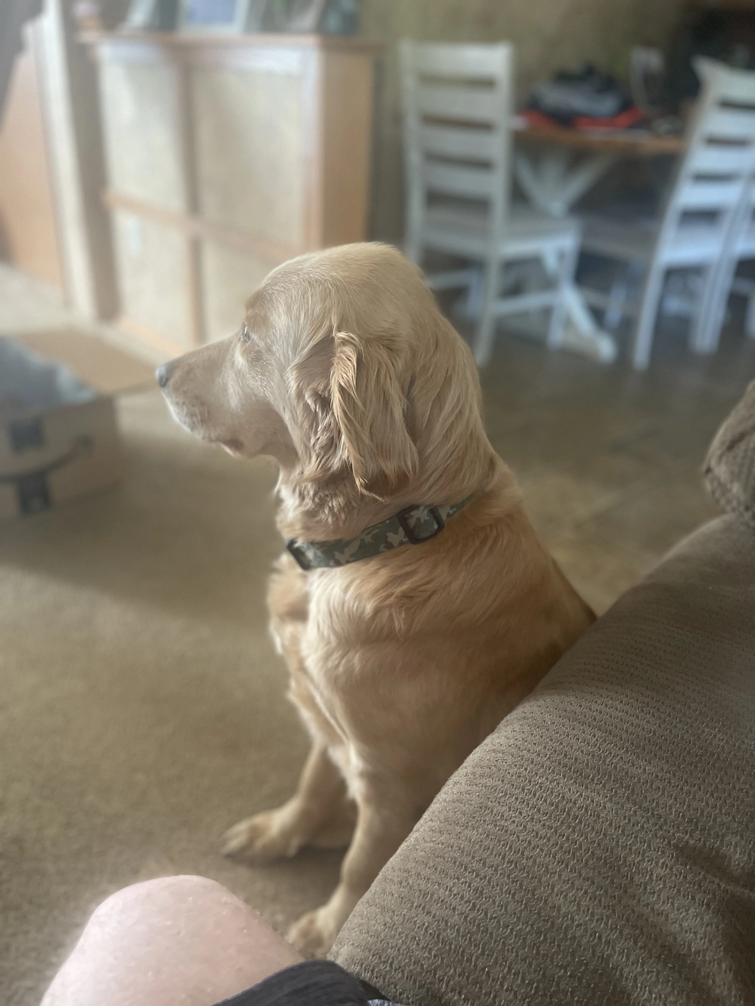 A sitting golden retriever dog wearing a camouflage collar, looking attentively to the side in a cozy living room.