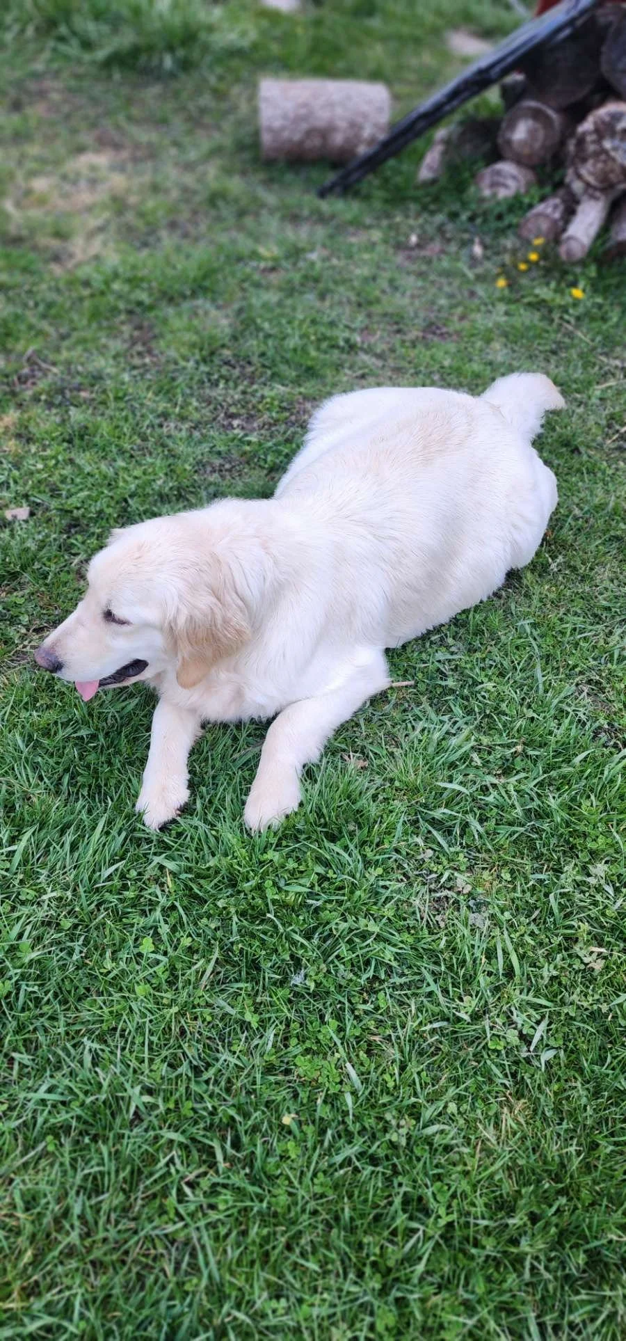 A light-colored dog, possibly a Golden. Retriever, lying on green grass with its tongue out. In the background, there are logs, rocks, and a grassy yard.