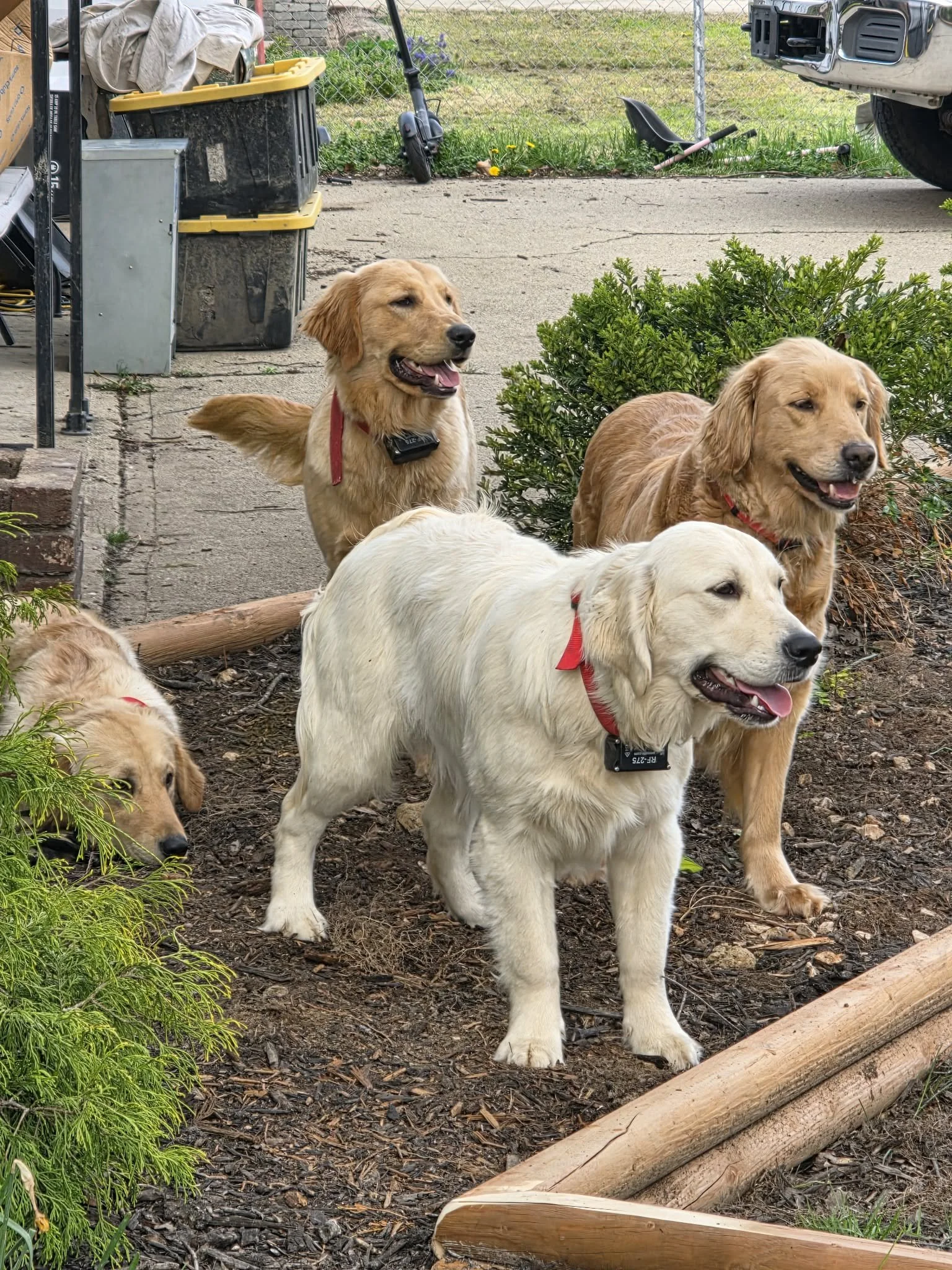 Four golden retrievers in a garden area with plants, mulch, and garden tools, one lying down and the others standing, some with red collars and one with a black electronic tag.