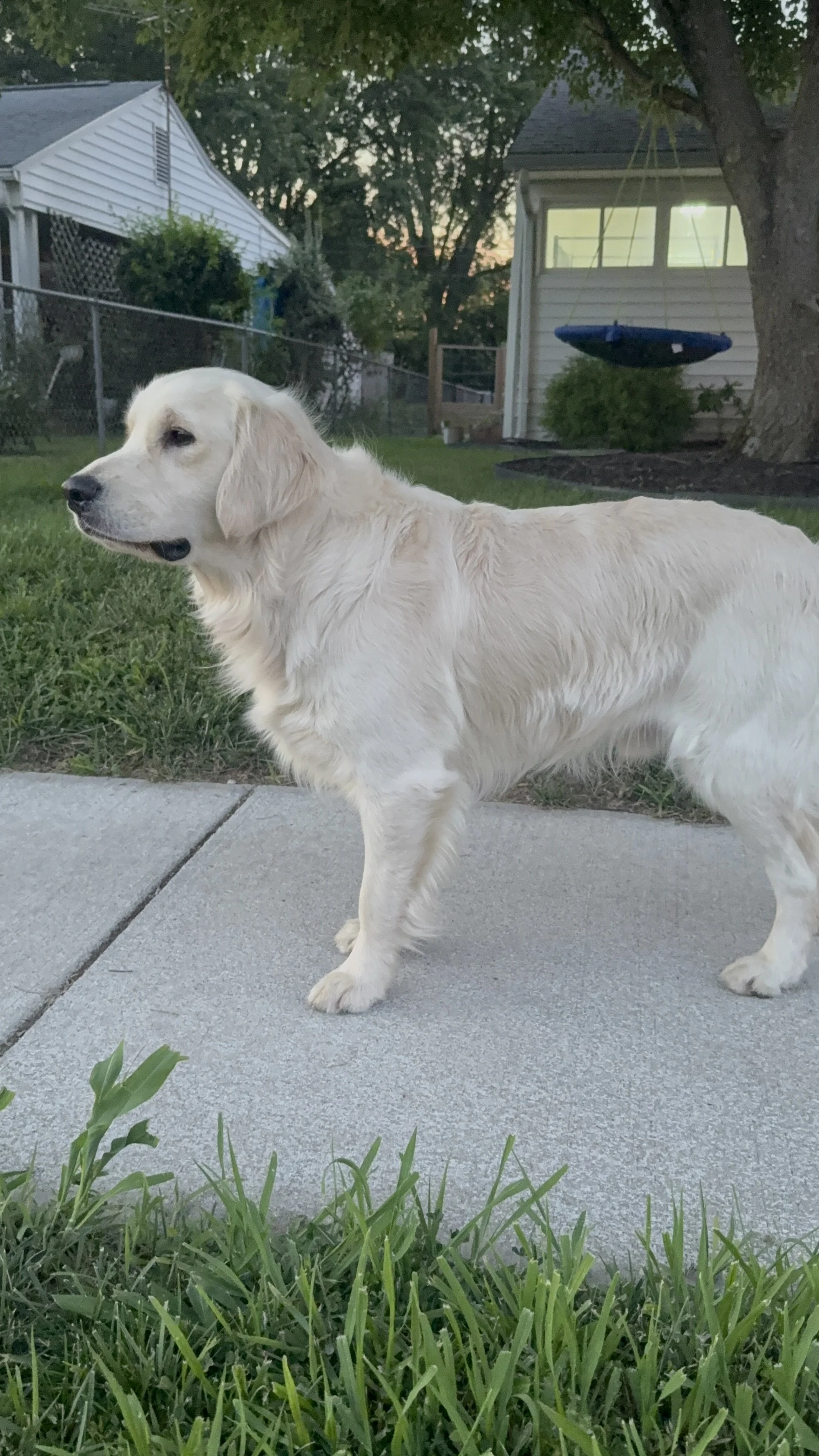 A golden retriever dog standing on a sidewalk in a backyard during sunset, with a grassy area, trees, a house, and a swing in the background.