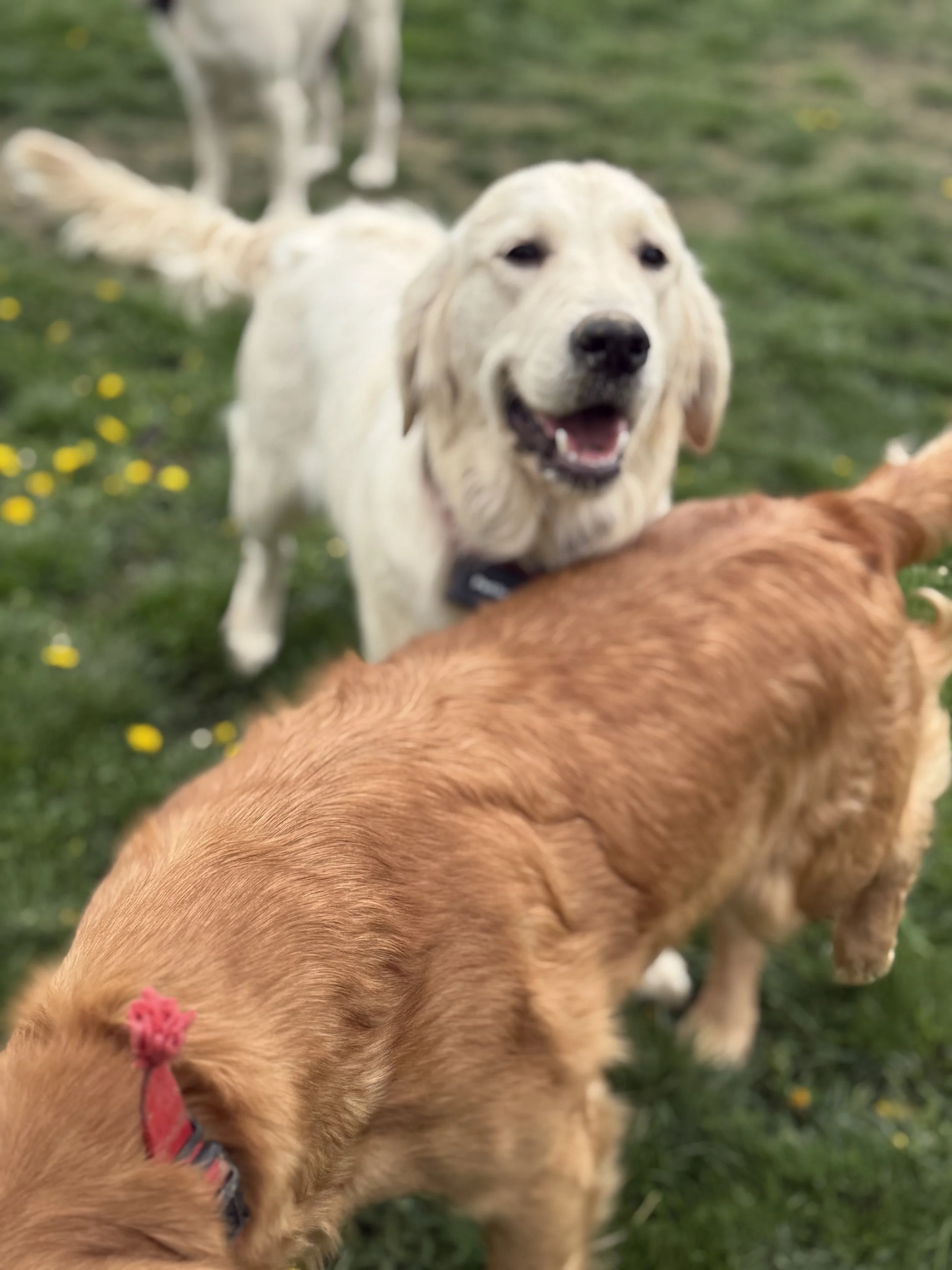 A group of dogs playing on grass with yellow flowers, including a light-colored retriever in the foreground and a golden retriever with a pink scarf in the lower part of the image.