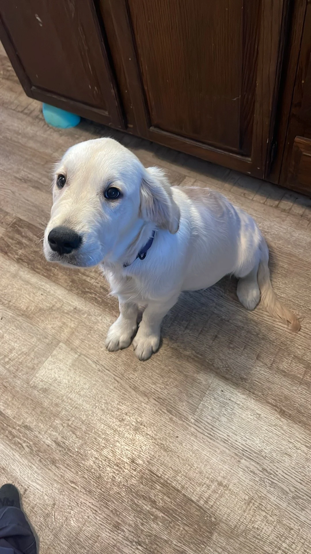 A young golden retriever puppy sitting on a wooden floor, looking up at the camera, with a wooden cabinet in the background.