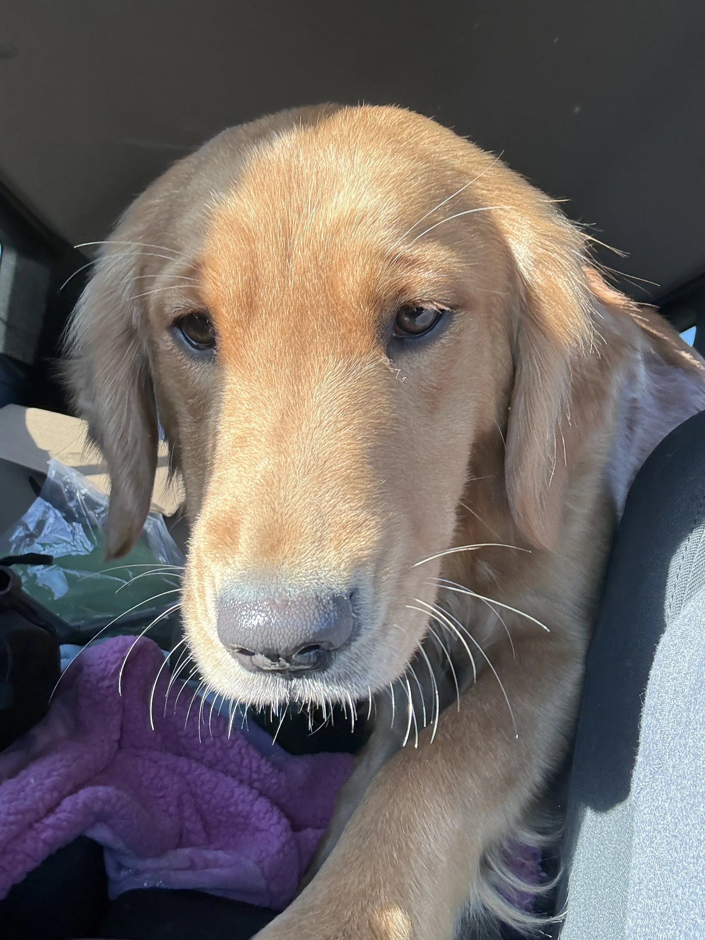 Close-up of a golden retriever puppy resting on a purple blanket inside a vehicle, with the puppy's face and brown eyes visible.
