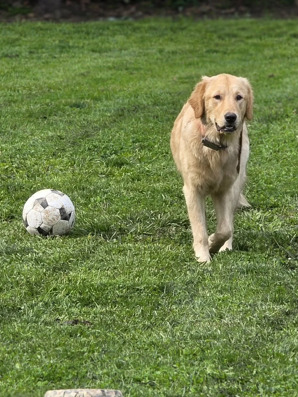 A golden retriever dog walking on grass next to a worn soccer ball.