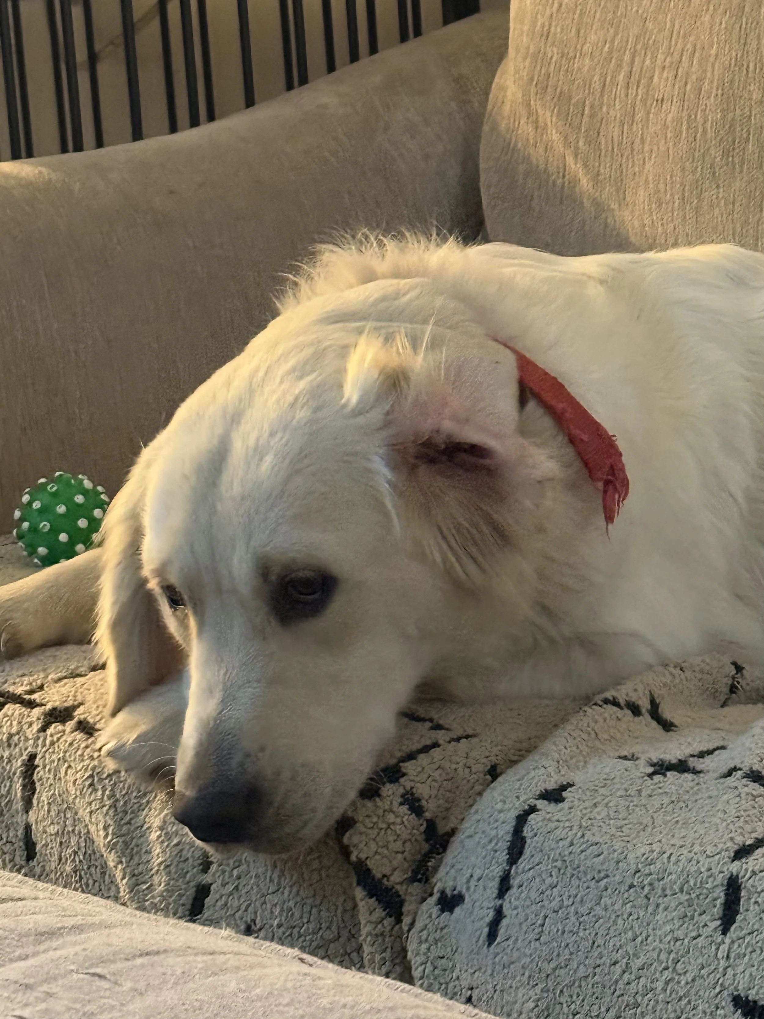 A white golden retriever dog with a red collar lying on a plush blanket on a couch, with a green toy nearby.