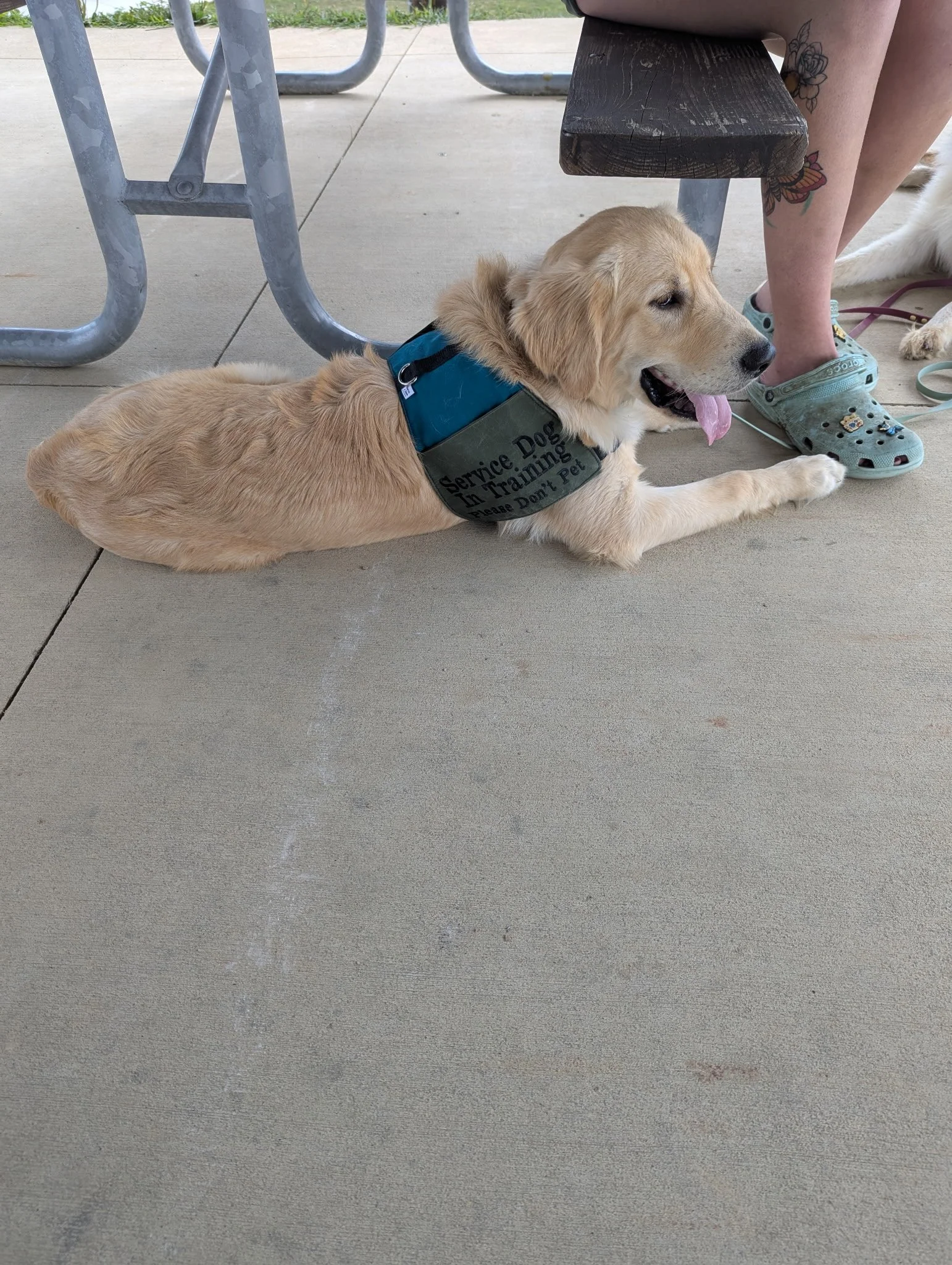 golden retriever service dog in training