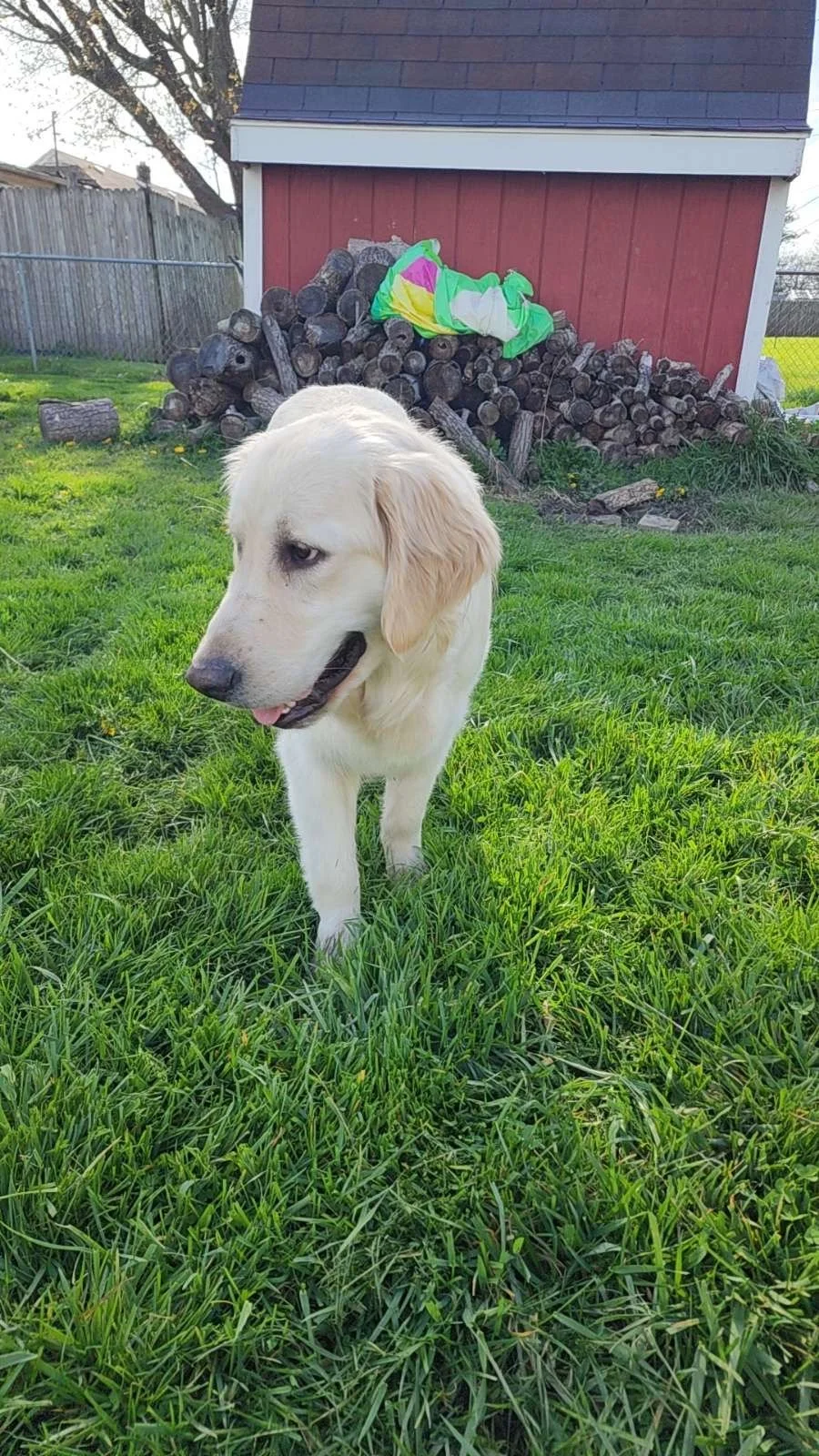 A light-colored Golden. retriever dog standing on green grass with a wooden structure and stacked logs in the background.