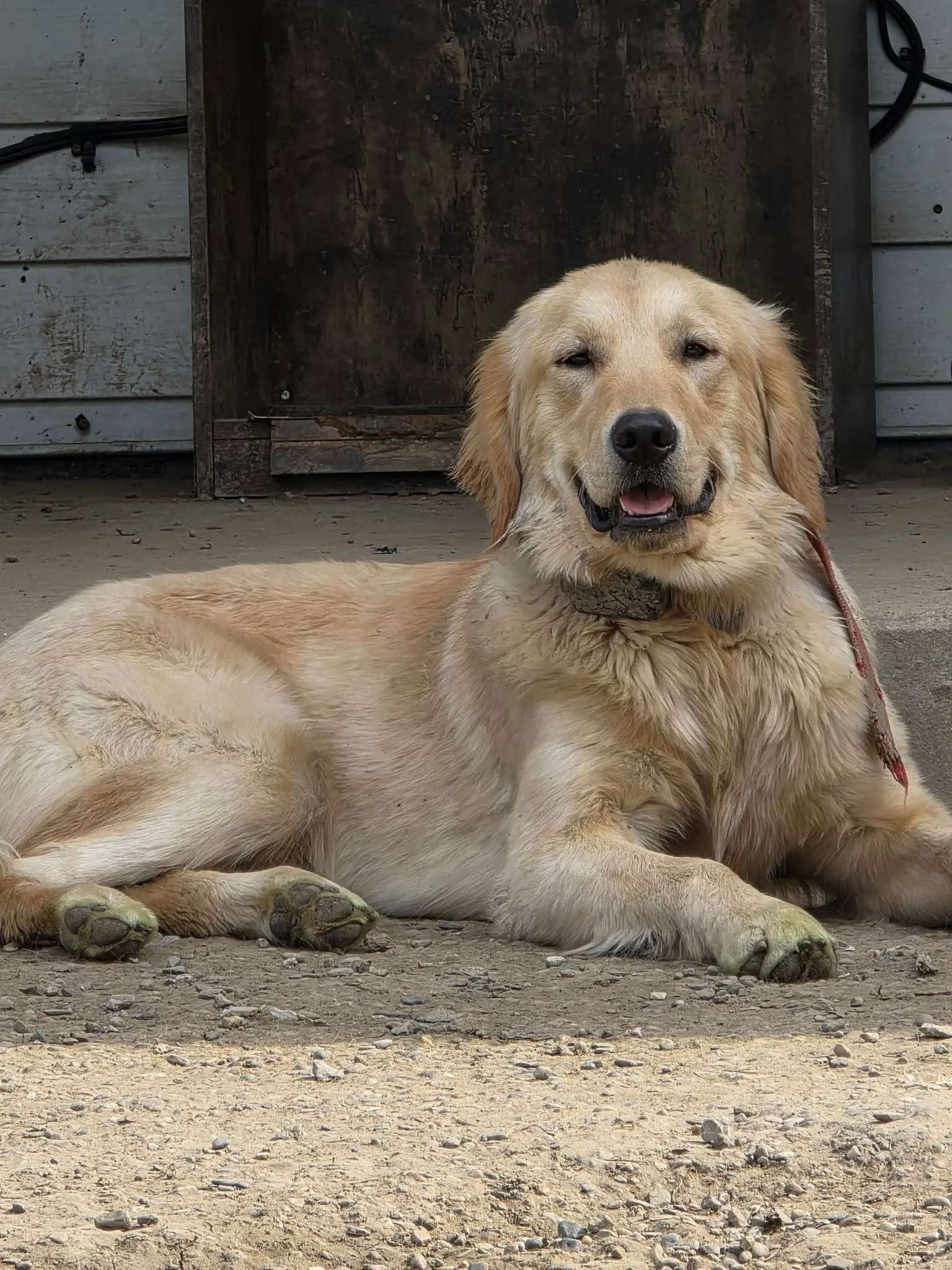 A golden retriever dog lying on the ground in front of a wooden doghouse and a wooden wall.