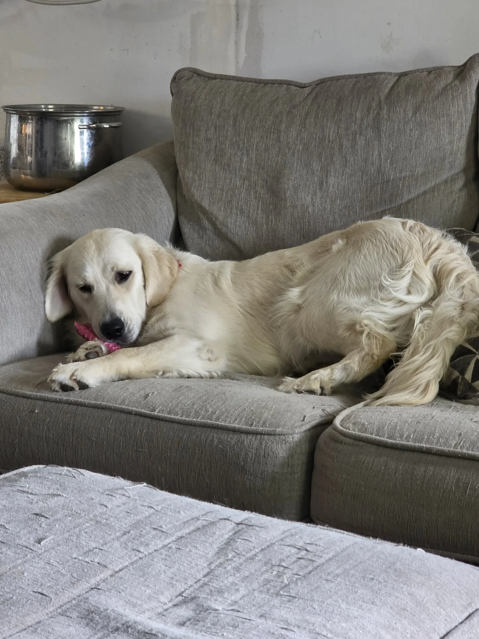 A light-colored Golden retriever laying on a gray sofa with a pink collar and toy, next to a brick wall, a gray blanket, and a large blanket on the floor.