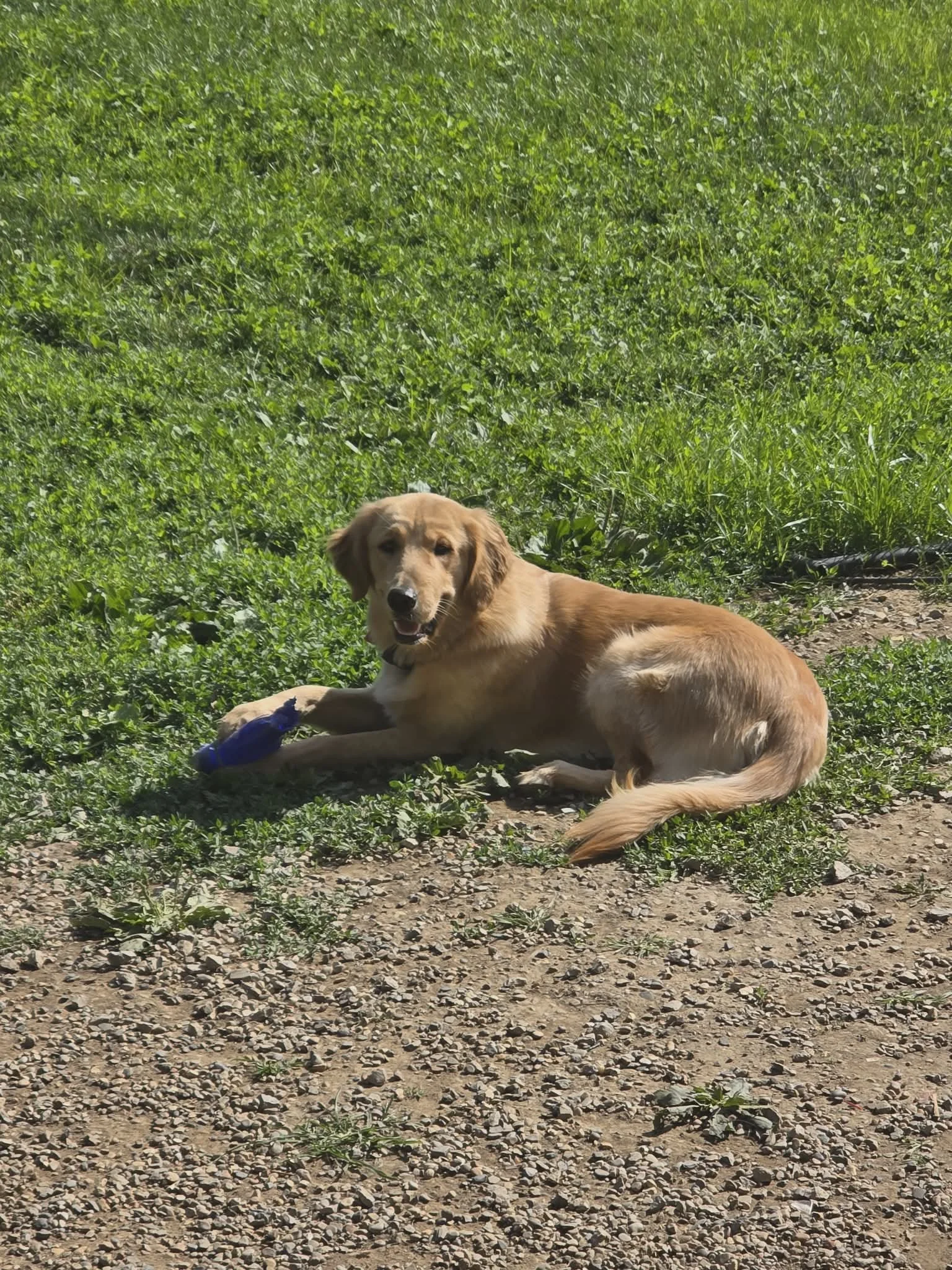 A golden retriever dog lying on a patch of dirt and grass in front of a green background of dense foliage. The dog is looking at the camera with its mouth slightly open.