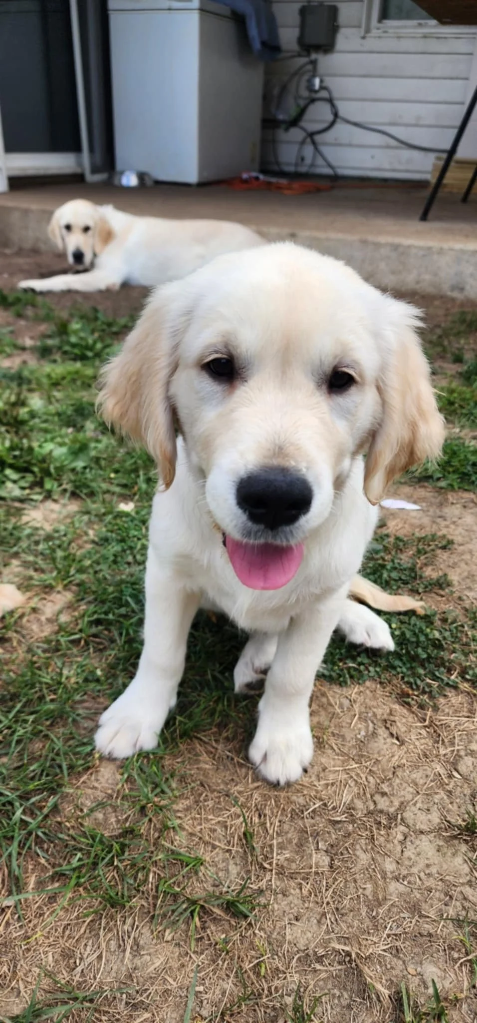 Close-up of a happy yellow Labrador puppy sitting on grass with its mouth open and tongue out, background features another Labrador lying on patio near a house.