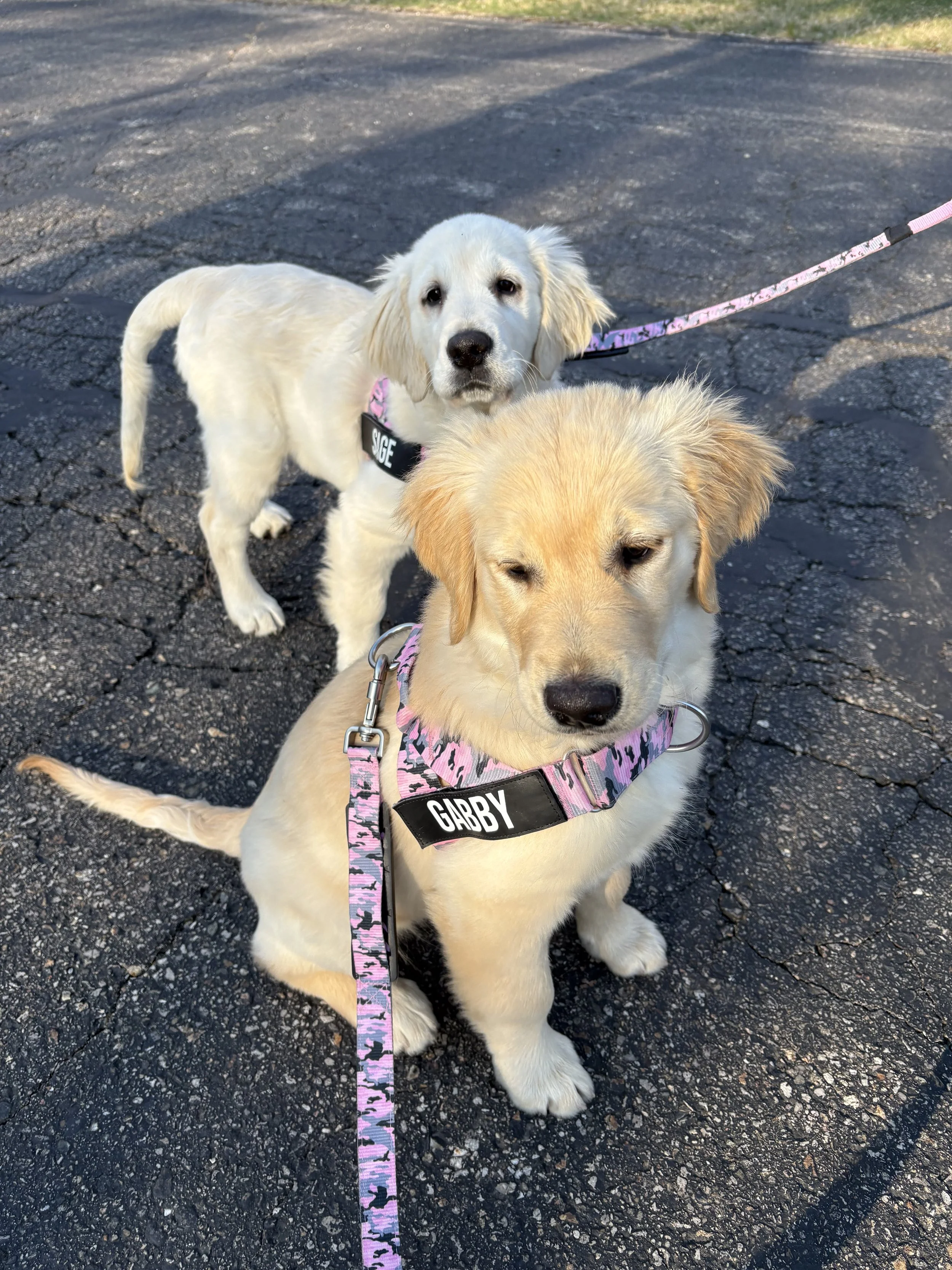 Two young Golden Retriever puppies sitting on blacktop pavement, with one puppy in front named Gabby and the other behind, both wearing pink camouflage harnesses and leashes. The puppy in front has light fur and winks, while the one behind has wavier