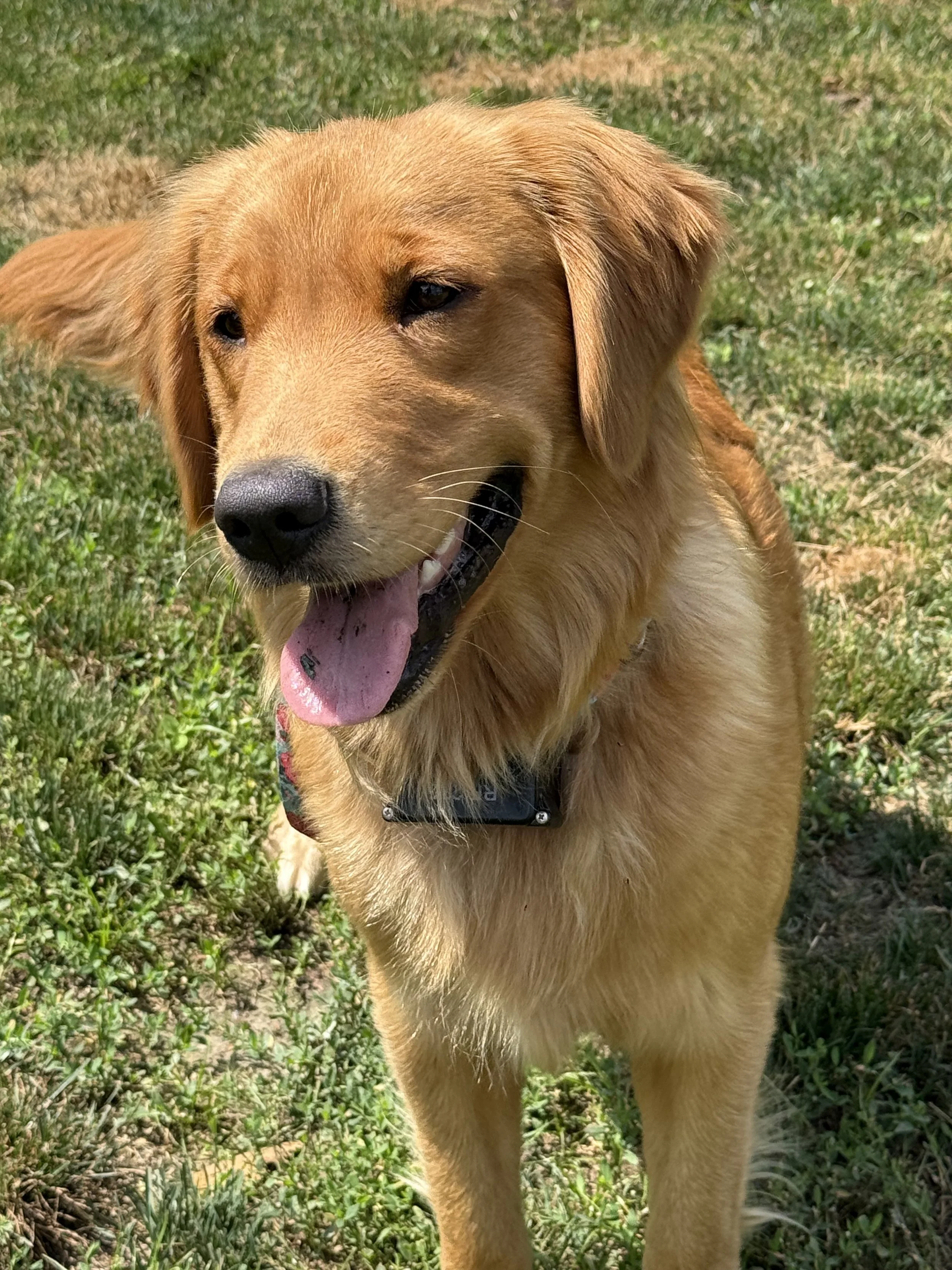 Golden retriever dog with a happy expression, outdoors on grass.