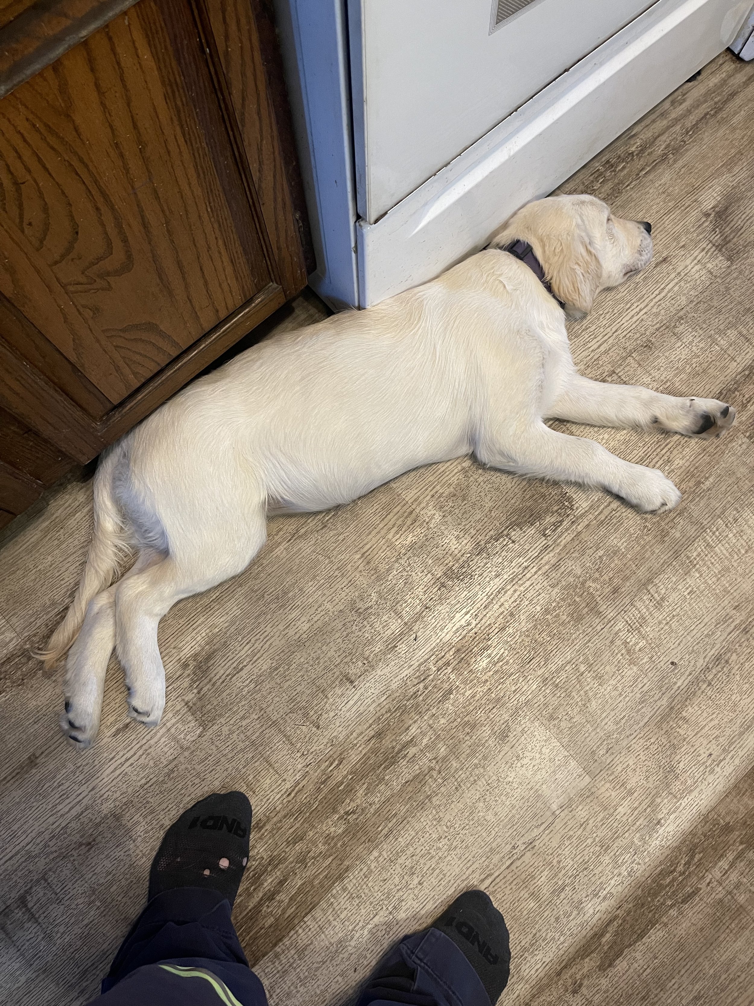 A yellow Labrador Retriever puppy sleeping on its side on a wooden floor next to kitchen cabinets and a white appliance.