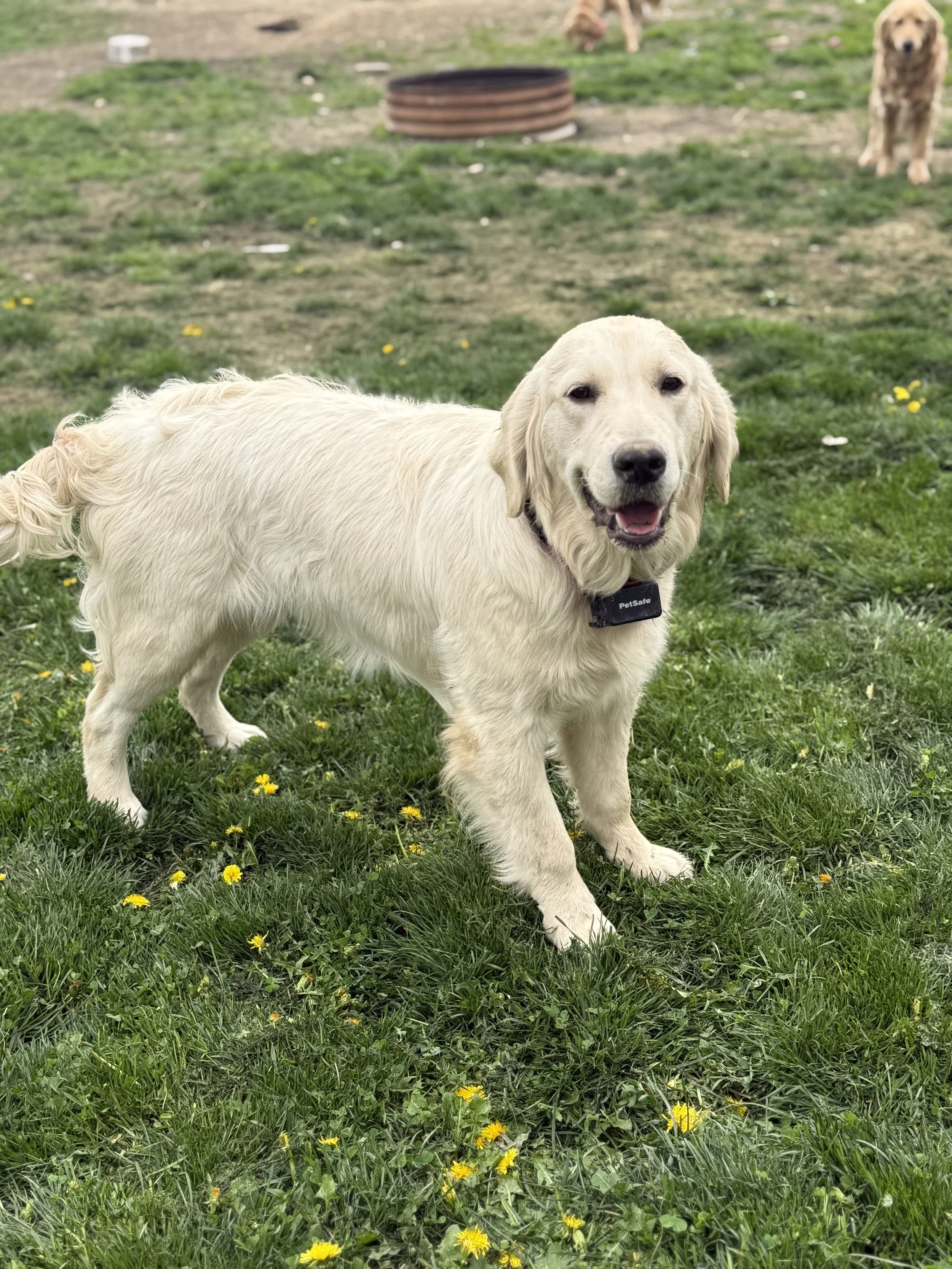 A happy golden retriever puppy with a black collar walking on grass with small yellow flowers. In the background, a larger golden retriever and a metal object are visible.