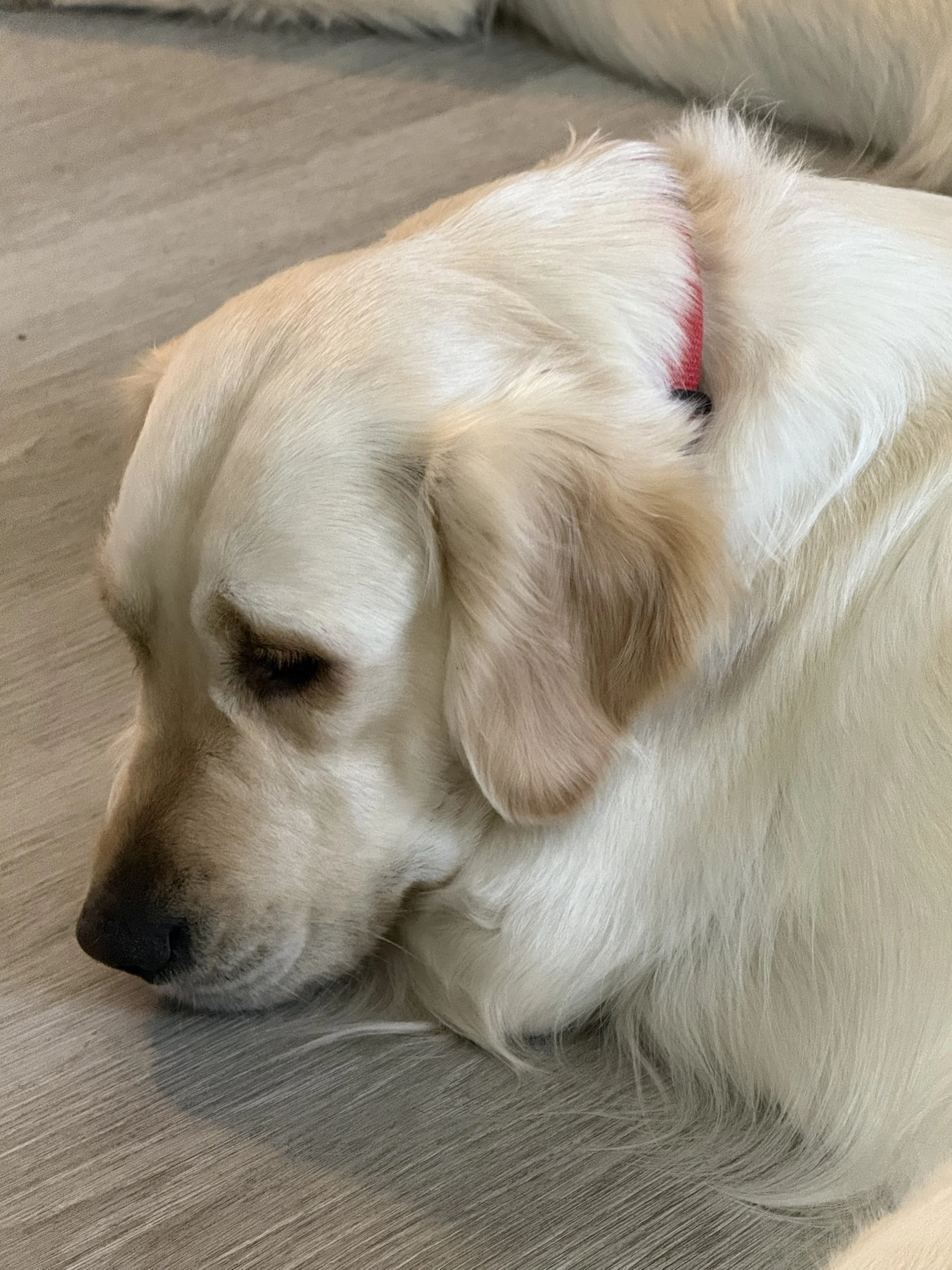 Close-up of a sleeping golden retriever dog with cream-colored fur and a red collar, lying on a light wooden floor.