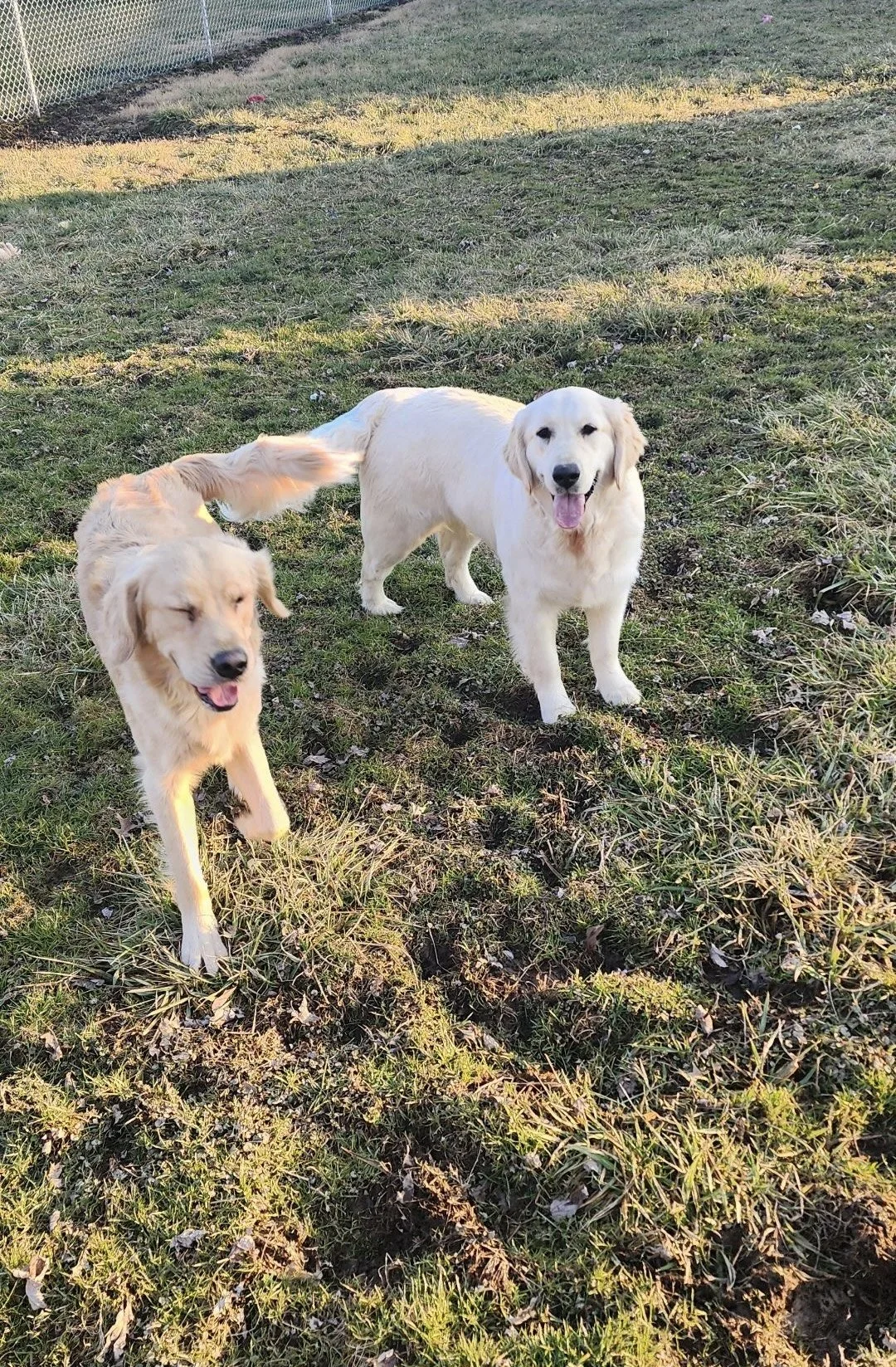 Two Golden Retrievers in a grassy outdoor area with a chain-link fence in the background, one dog appears to be smiling with eyes closed and the other is looking at the camera with its tongue out.