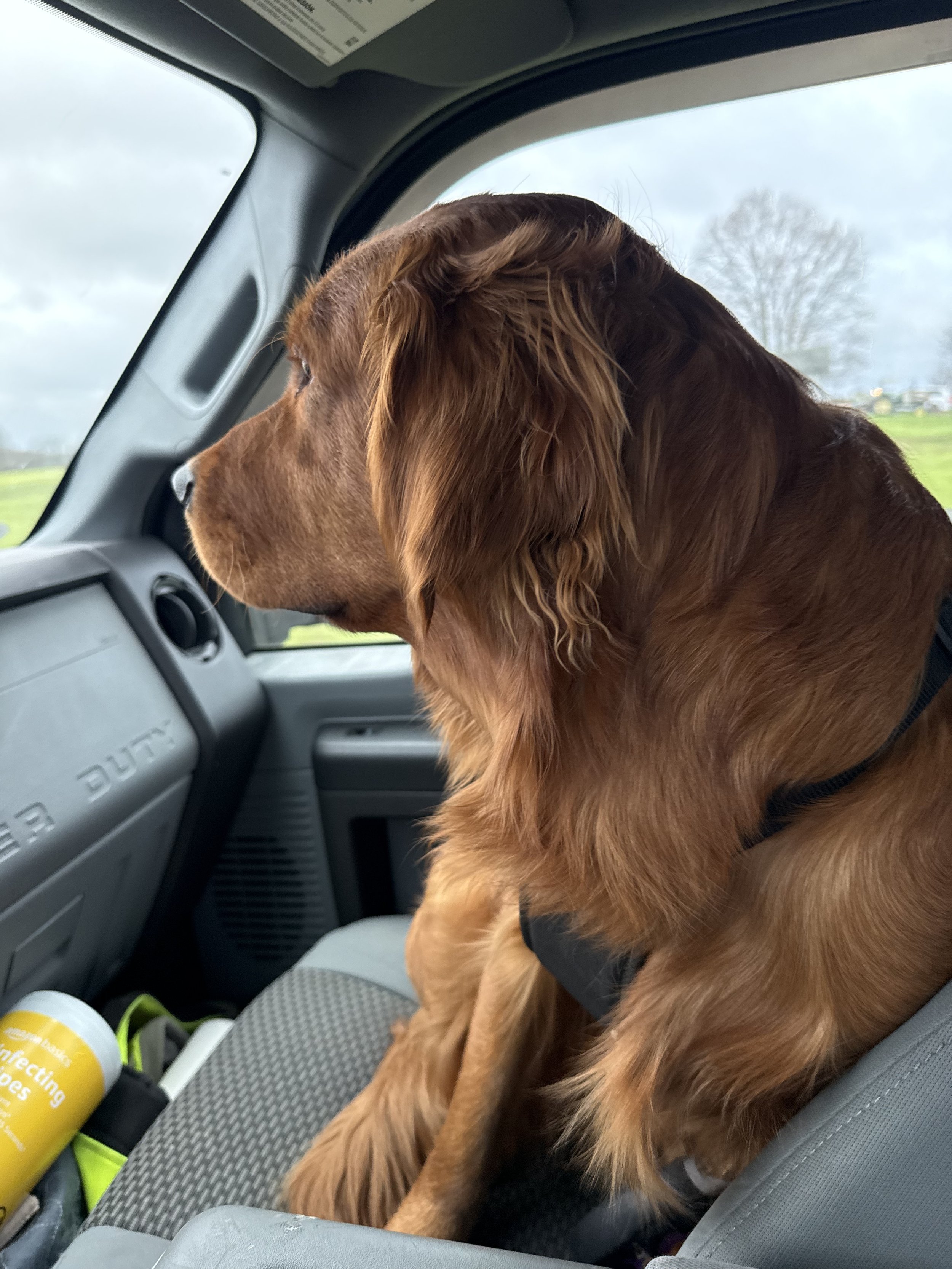 A dog with long, wavy, brown fur sitting in the passenger seat of a vehicle, looking out the window at a cloudy sky and trees in the distance.