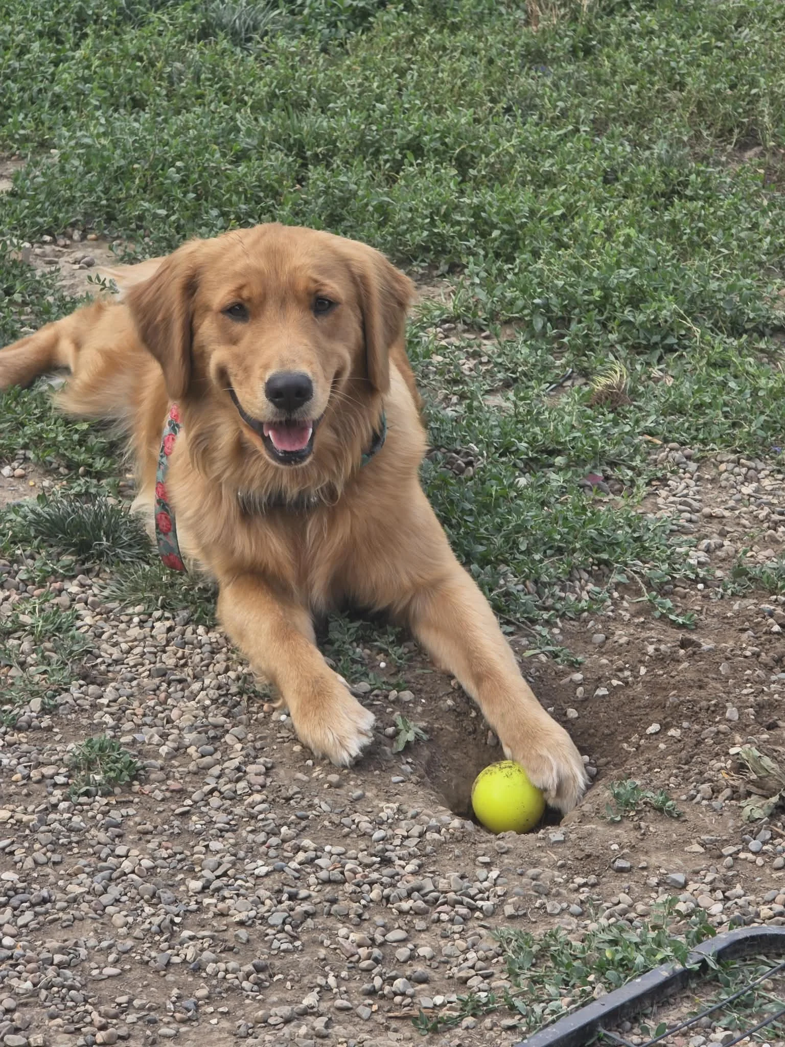 A golden retriever dog lying on gravel and dirt ground outdoors, holding a yellow tennis ball with its paw. The dog is wearing a colorful collar and has a happy expression.