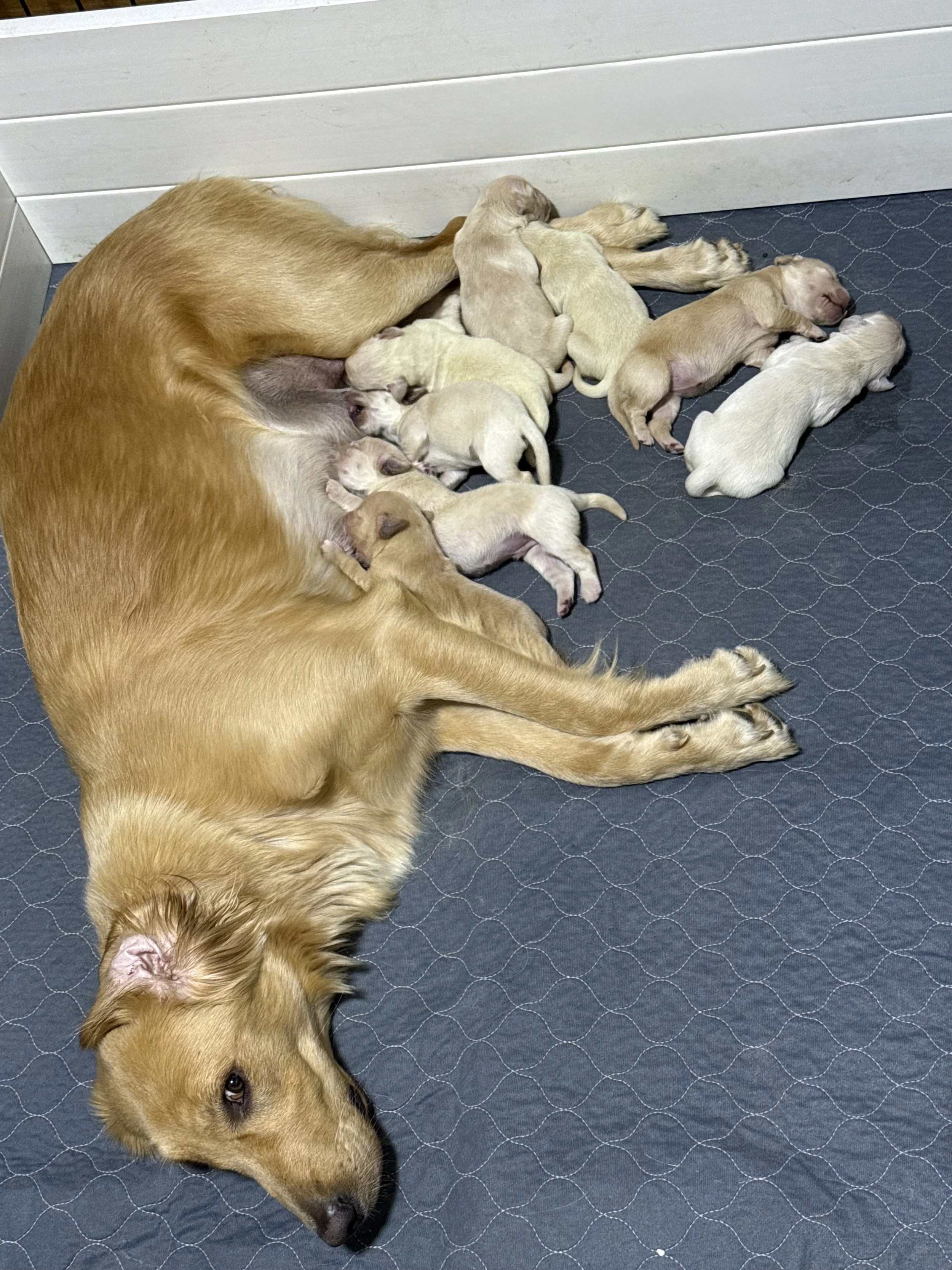 A golden retriever lying down on a padded mat with numerous newborn puppies nursing and resting around it.