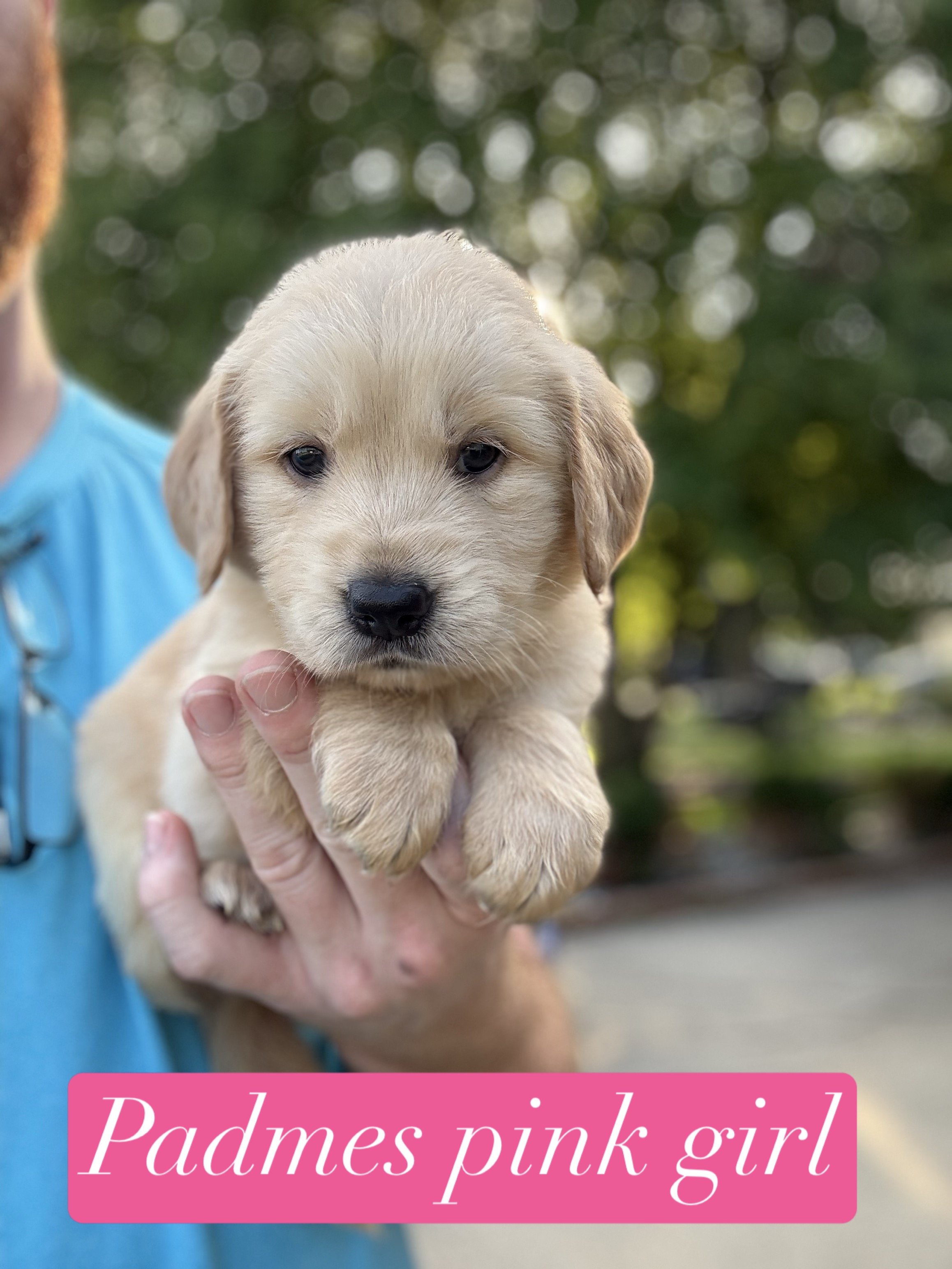 Close-up of a young golden retriever puppy being held by a person. The puppy has a cute, sleepy expression. In the background, there is a black wire enclosure and some white decorative panels.