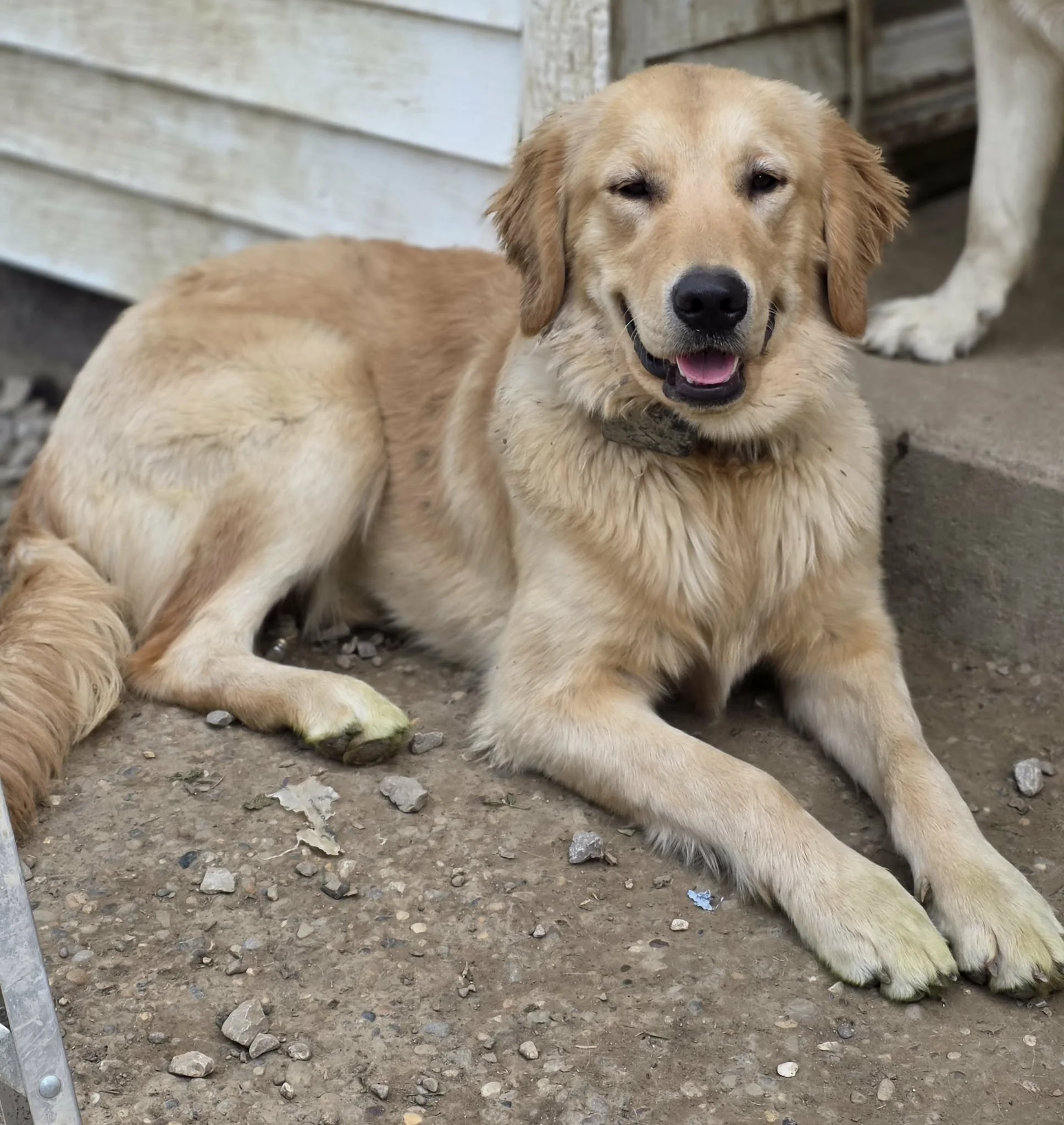 Golden retriever lying on dirt ground with some small rocks and trash, near a wooden wall and a metal pole.