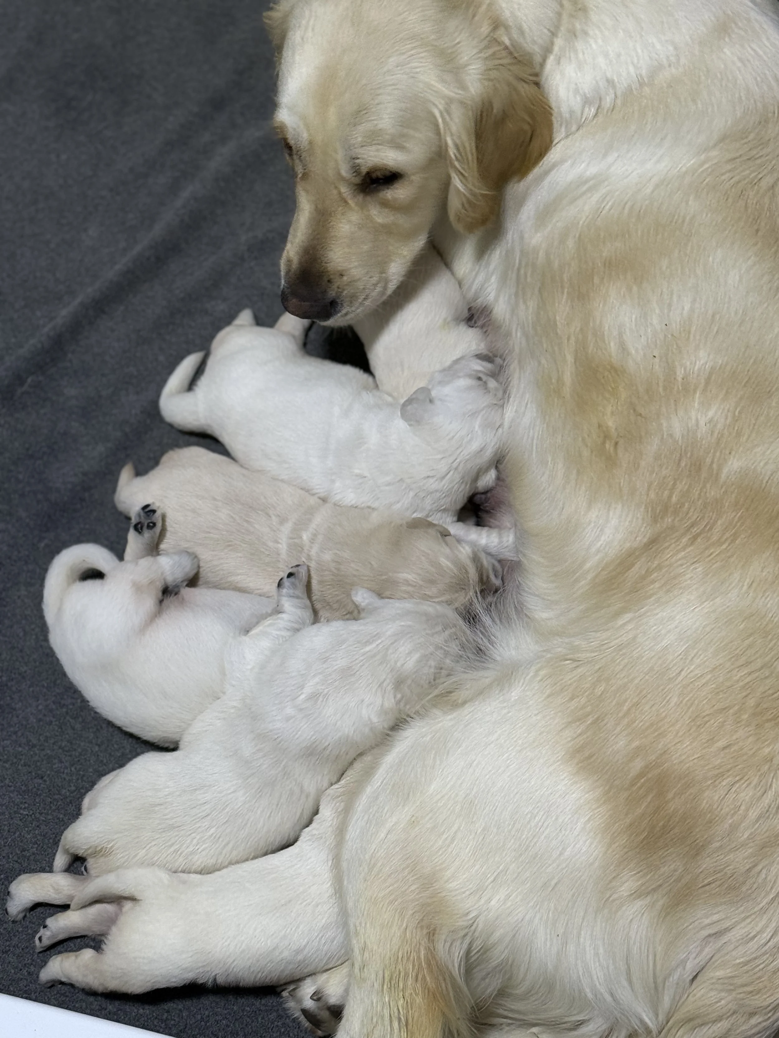 A golden retriever lying on its side nursing her multiple small, white puppies on a dark gray surface.