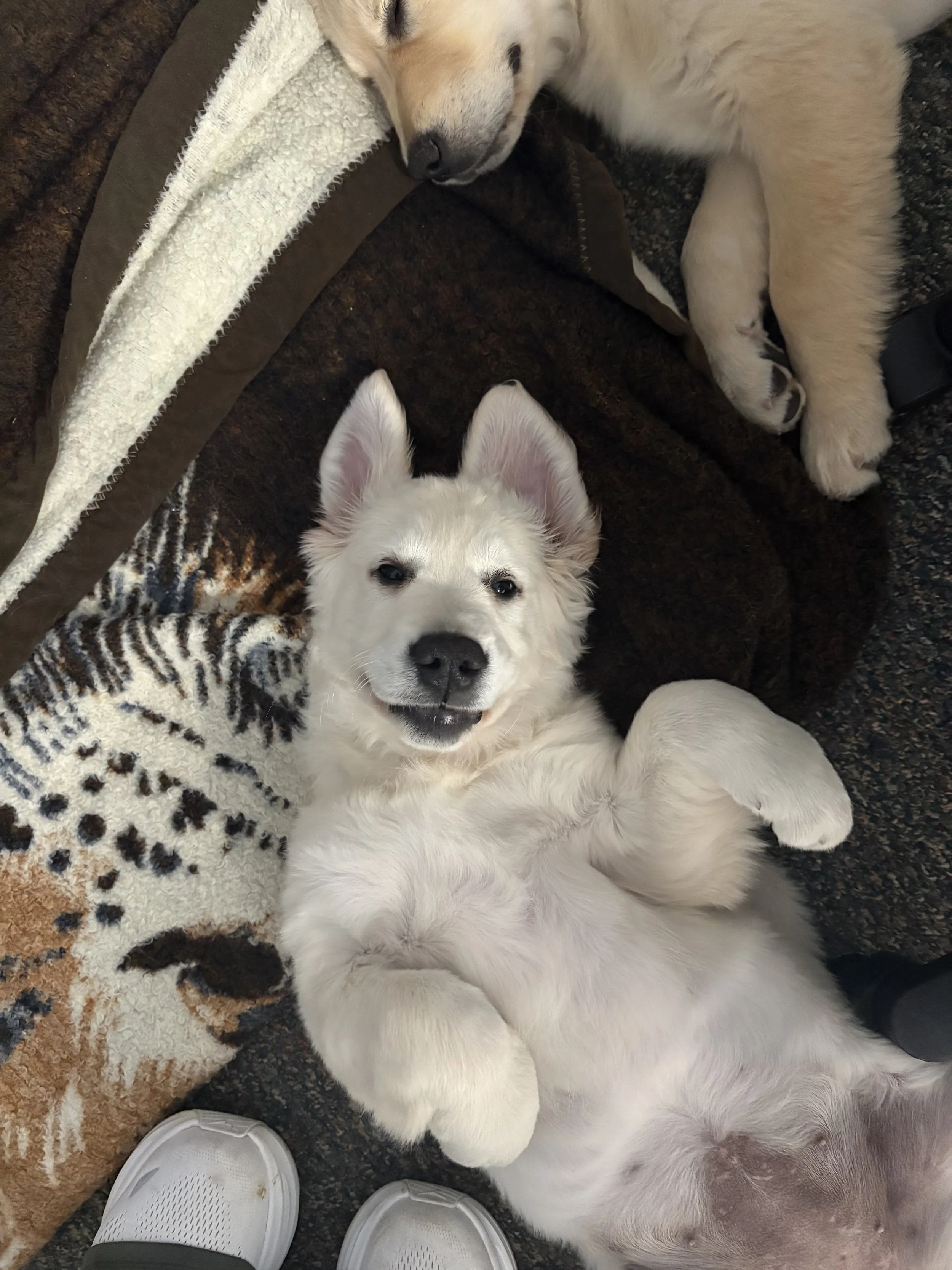 Two playful puppies lying on a patterned carpet and a blanket. The puppy in the foreground is white with pointy ears, lying on its back, looking up, with a happy expression. The other puppy is cream-colored, sleeping with its head on a blanket.