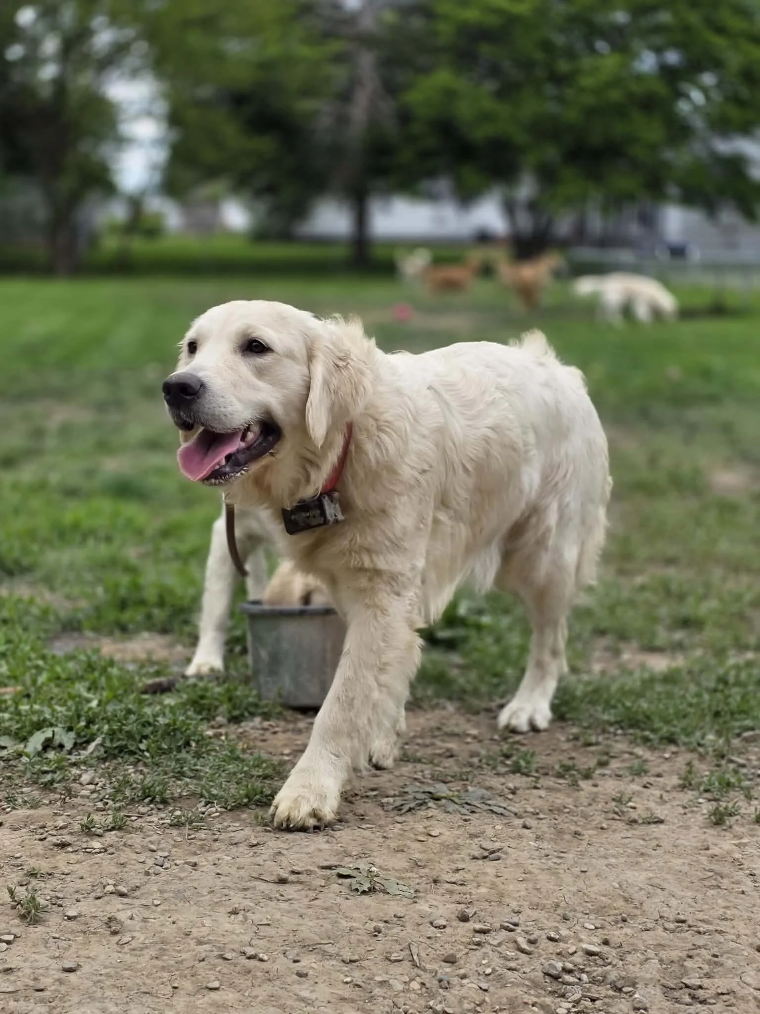 Golden retriever puppy walking outdoors on a dirt and grassy area, with blurred trees and other dogs in the background.