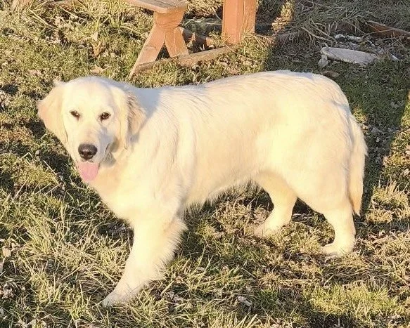 A white dog standing on grass in an outdoor setting with a wooden structure in the background.