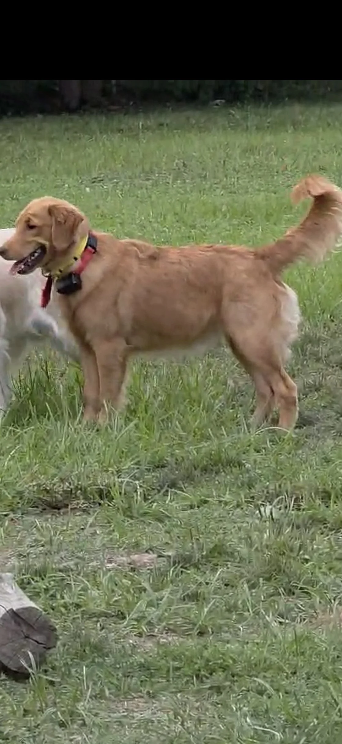 A golden retriever puppy sitting on a beige couch looking toward the camera, with part of a person sitting on the couch visible in the background.