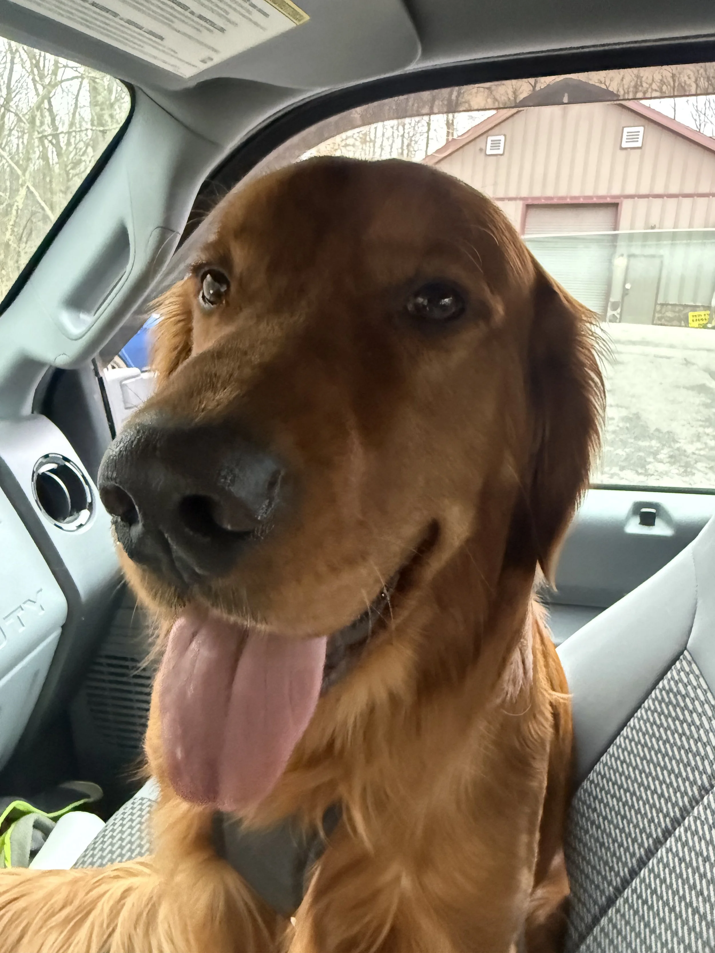 Golden retriever dog sitting in the front passenger seat of a vehicle, with its tongue out and expressive eyes.