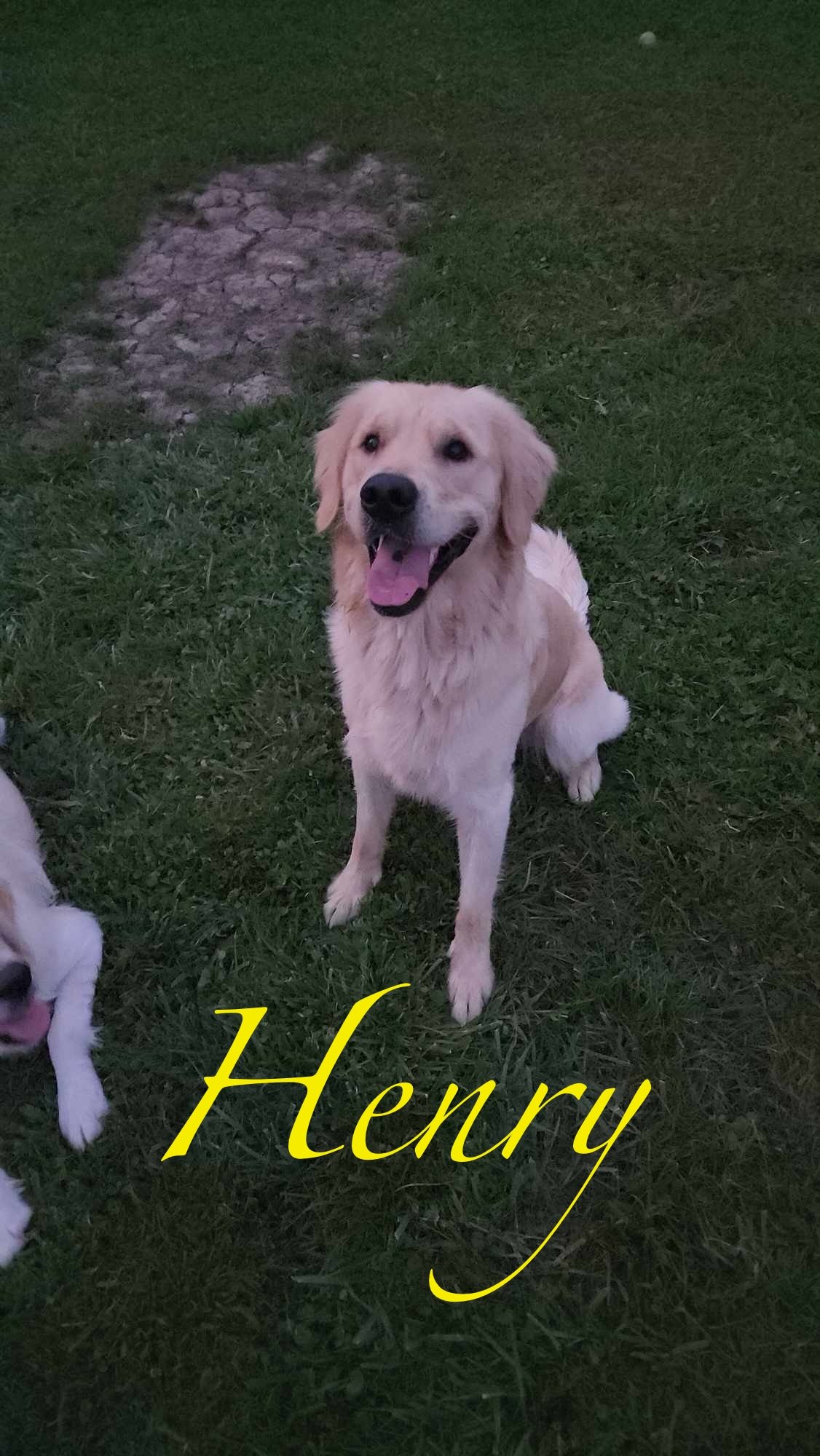 A happy golden retriever sitting on grass with a background of a dirt patch, and the word "Henry" written in yellow cursive text at the bottom.