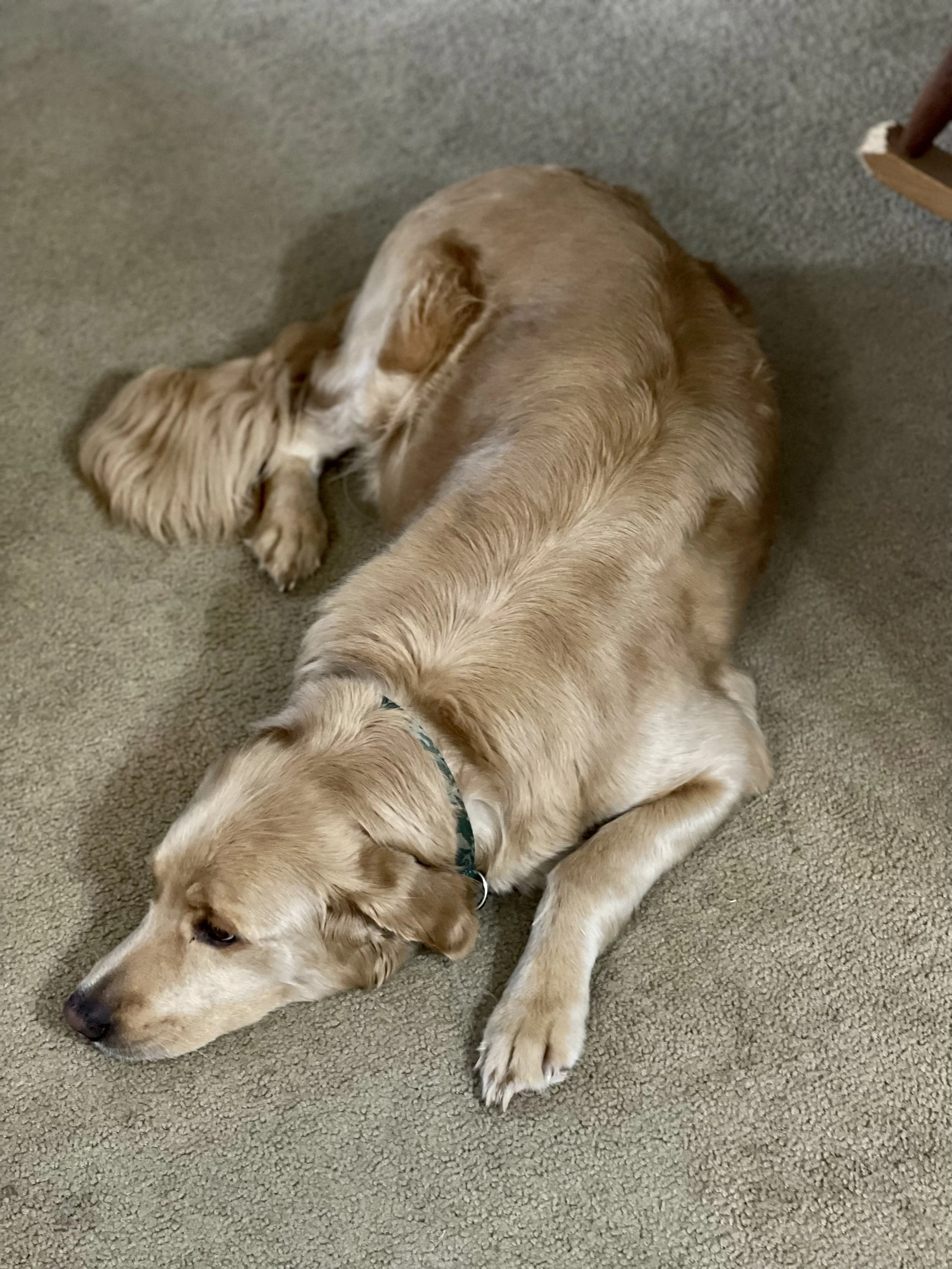 A golden retriever laying on a beige carpet with its head resting on the floor and eyes looking downward.