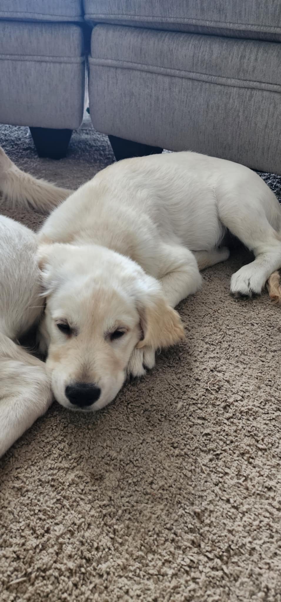 A light-colored puppy lying on a carpet with its head resting on the floor, near a gray couch.