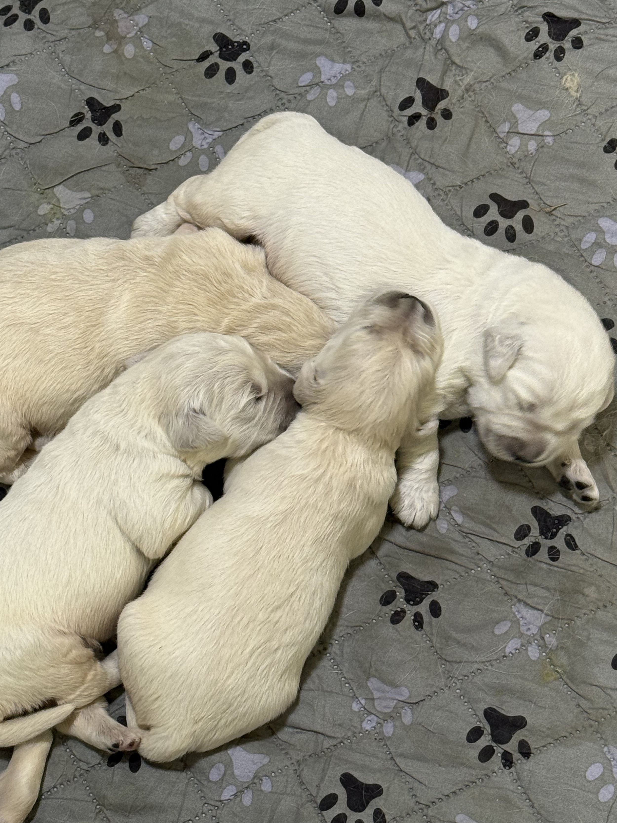 A group of yellow Labrador Retriever puppies lying closely together on a gray quilted blanket with black and white paw print patterns.