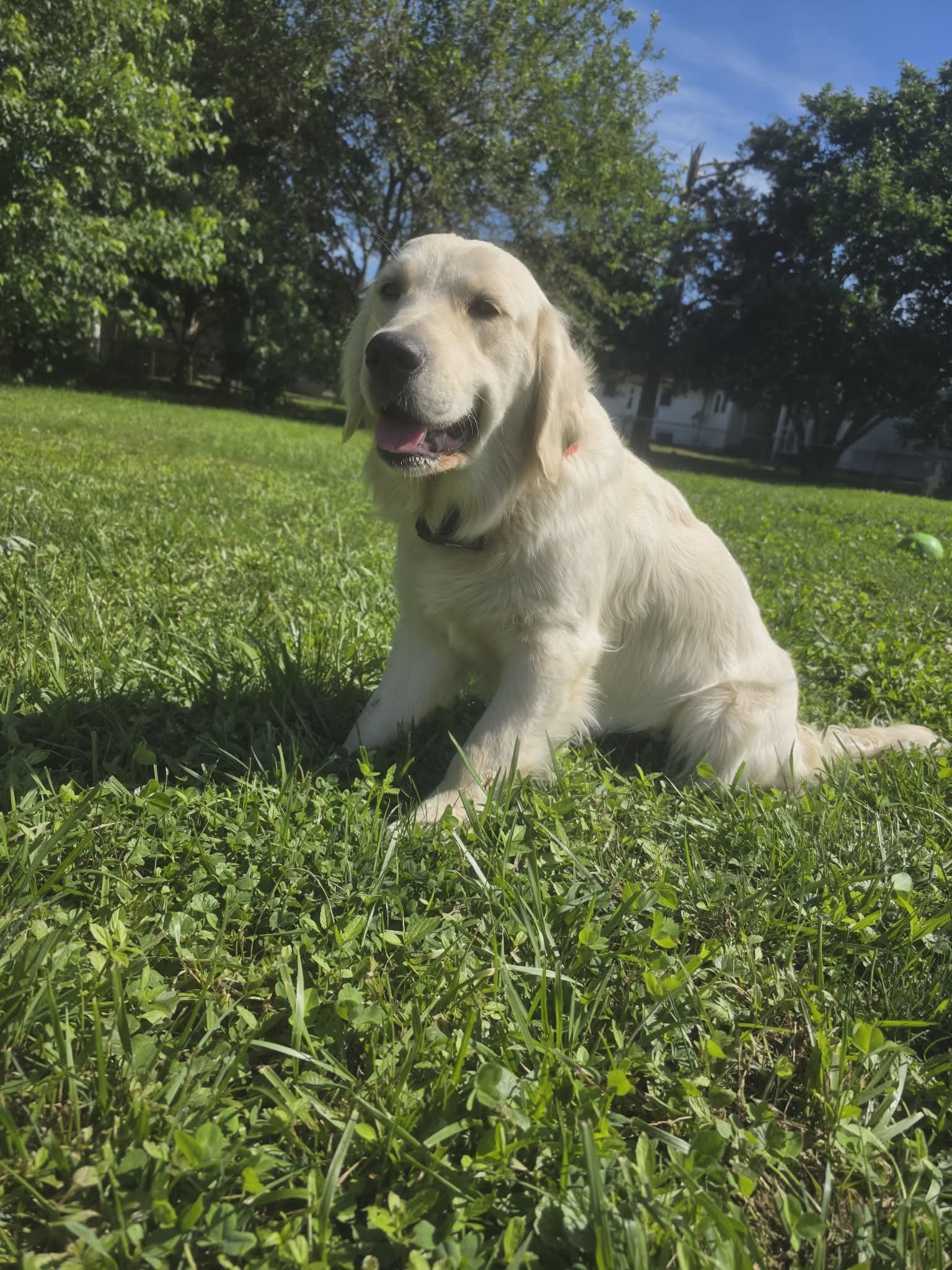 A golden retriever puppy sitting on grass outdoors on a sunny day, with trees and a blue sky in the background.