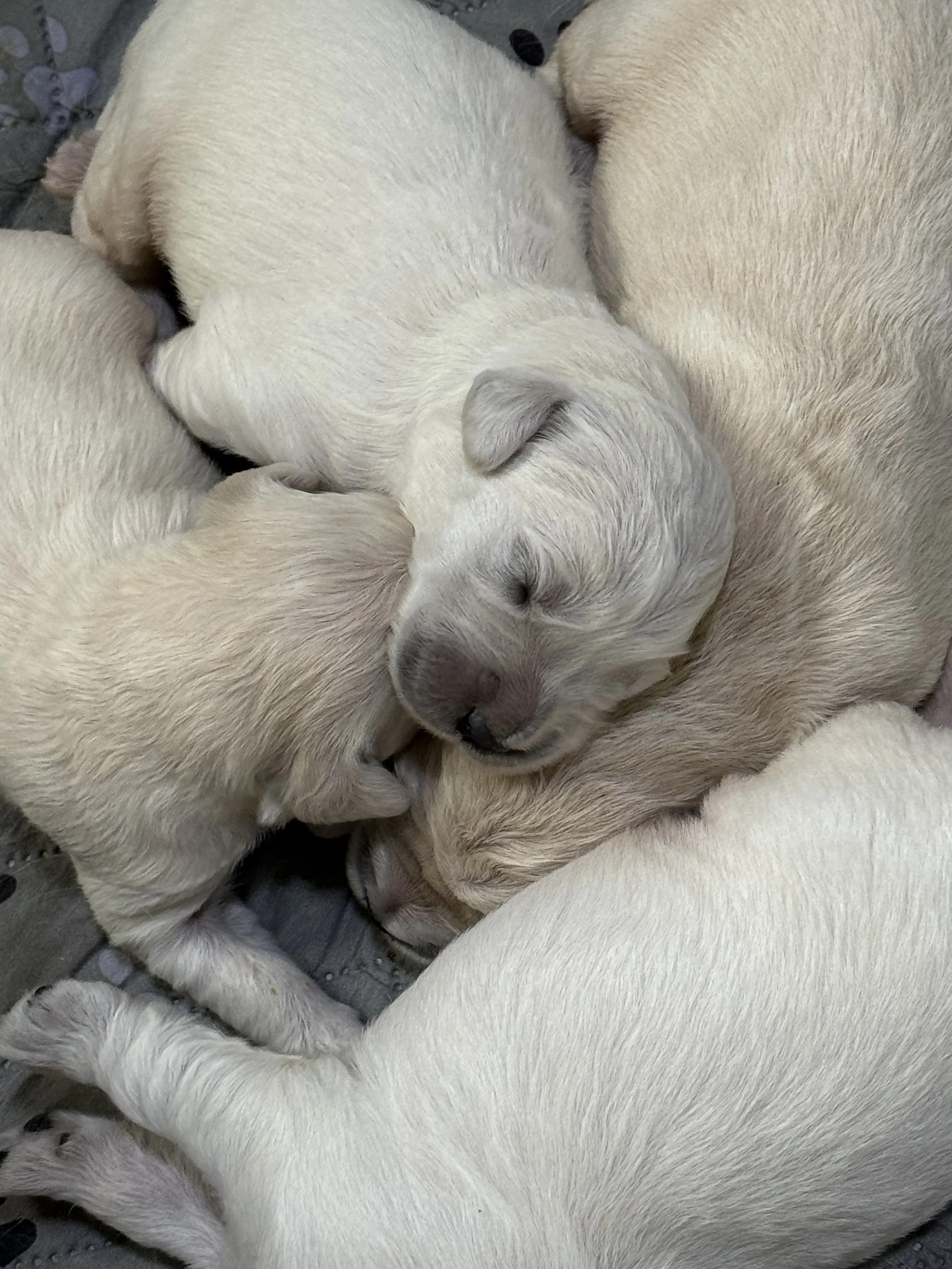 Several light-colored puppies sleeping closely together on a soft surface.