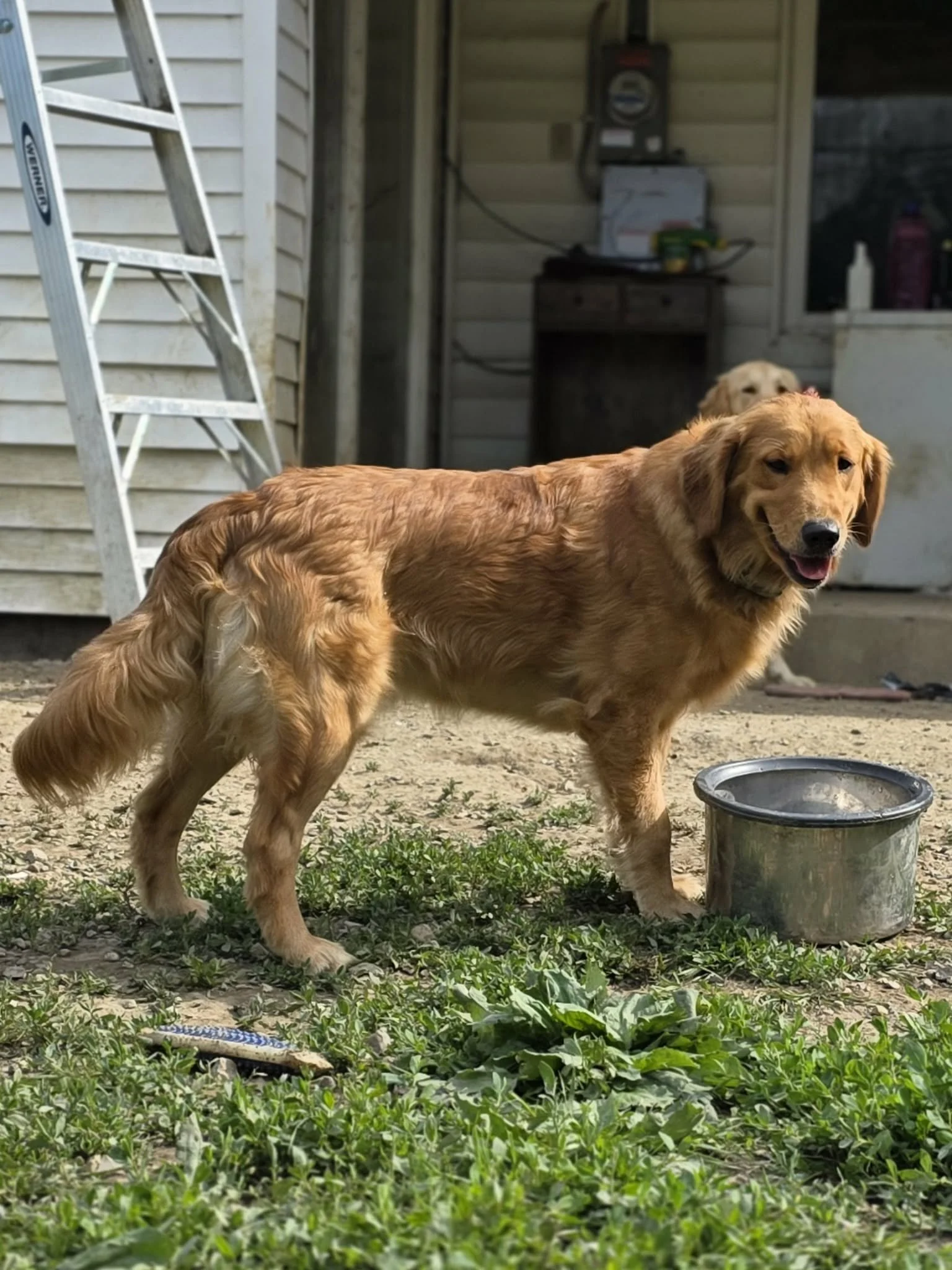 A golden retriever dog standing outdoors near a metal water bowl, with a second dog partially visible in the background. The scene includes a ladder, a shed with siding, and some greenery on the ground.