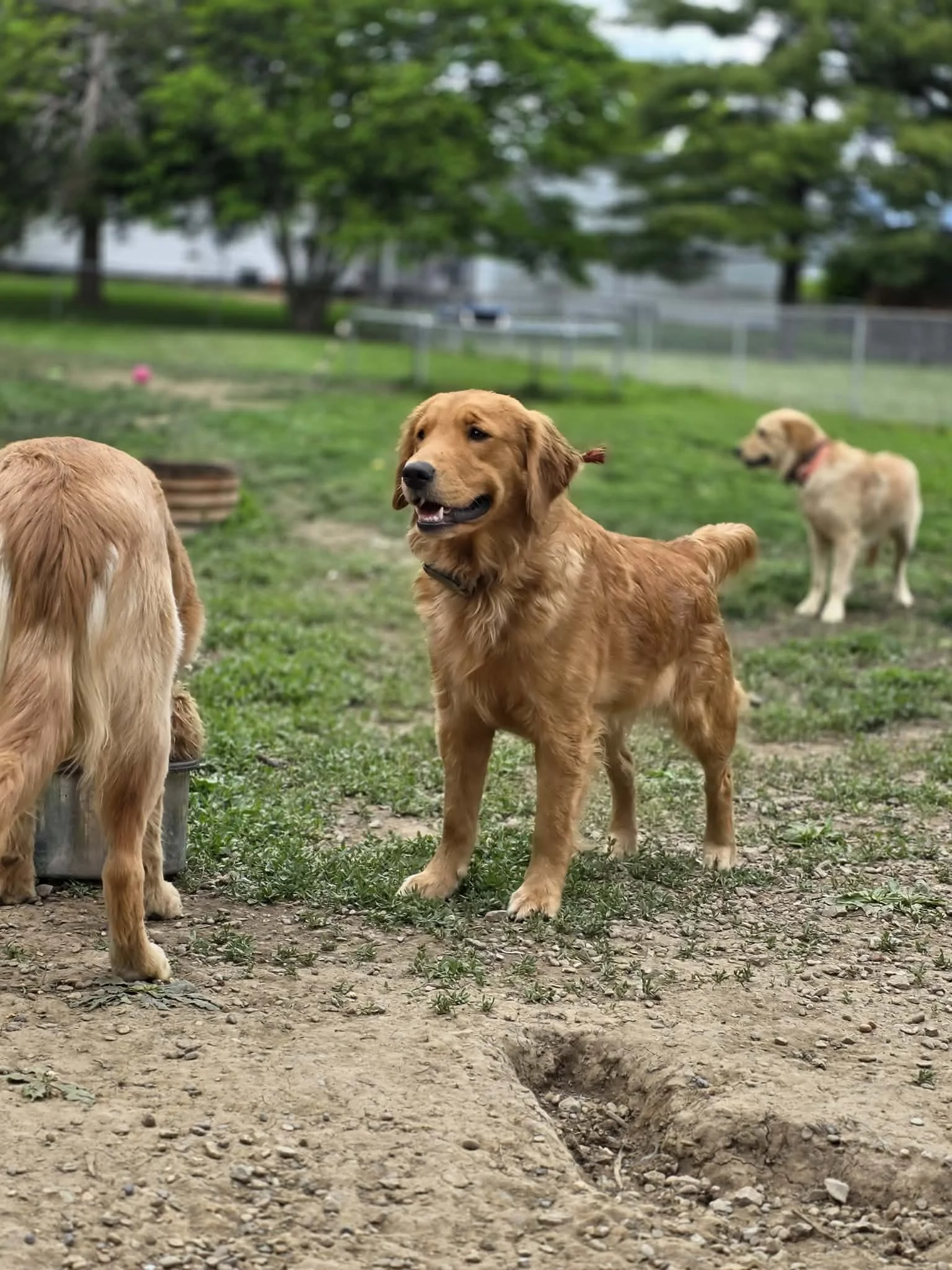 Three Golden retriever puppies playing outdoors on grass and dirt, with trees and a fenced area in the background.