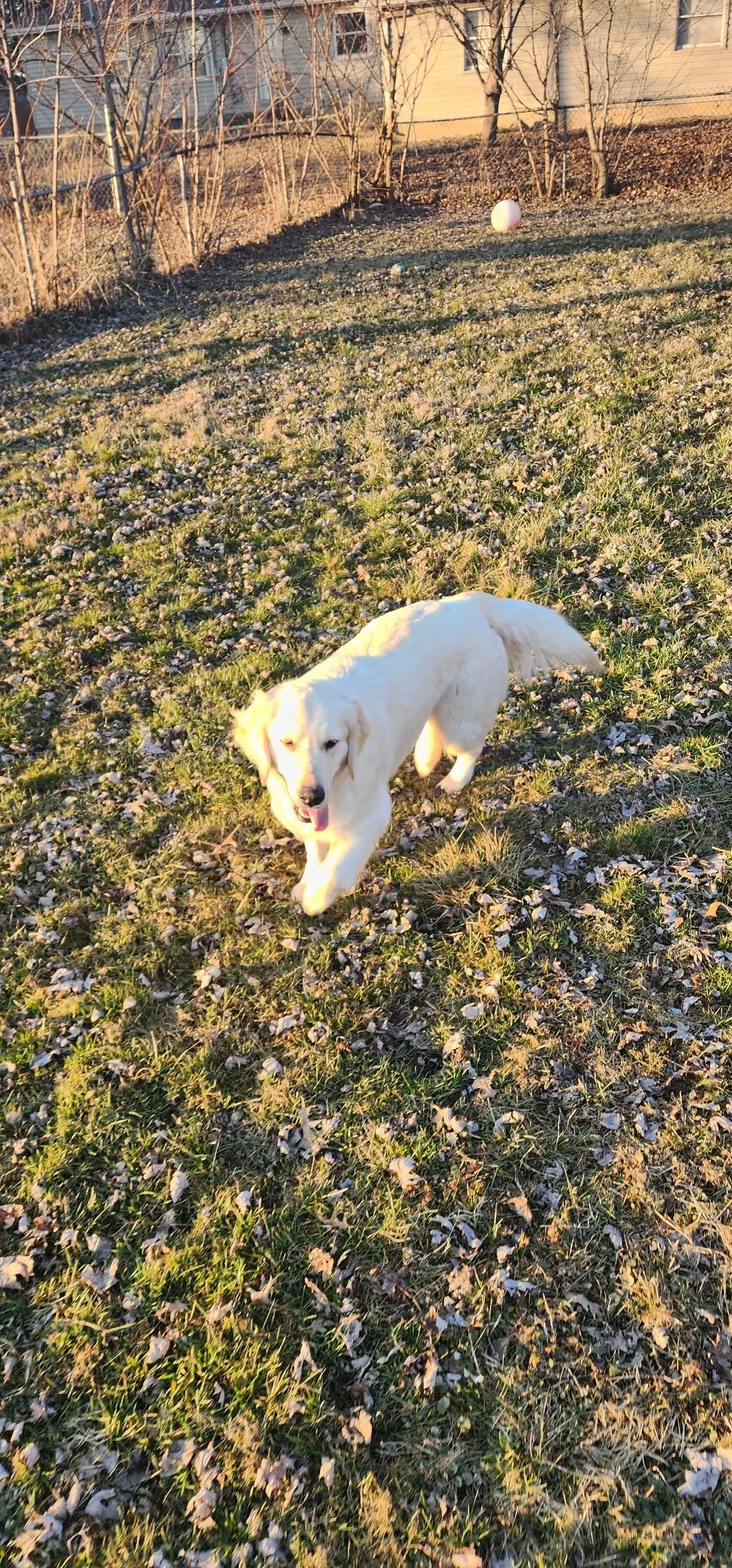 Golden retriever puppy running on grass with fallen leaves in yard