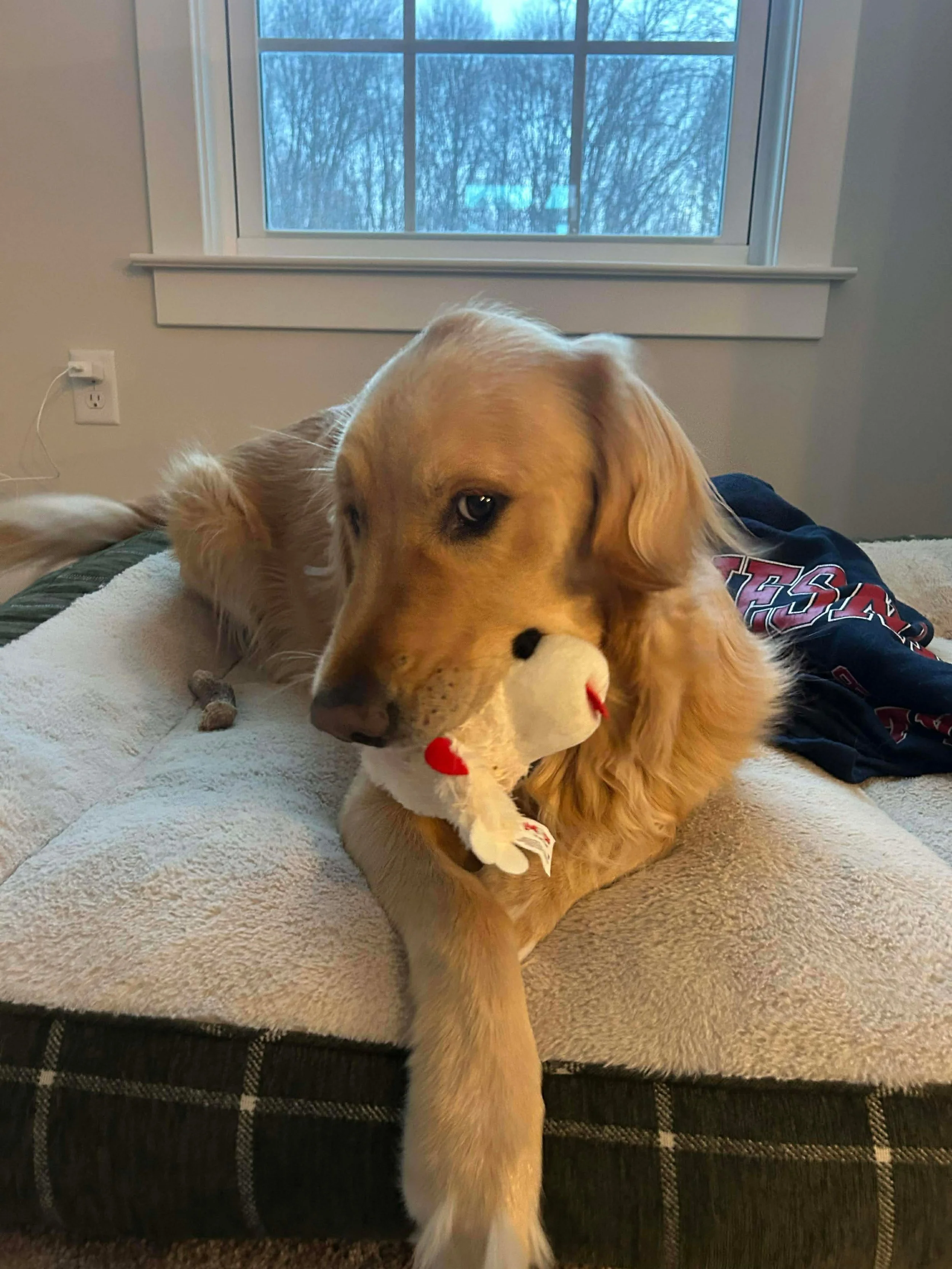 A golden retriever dog lying on a bed with a stuffed toy in its mouth, in front of a window with a view of trees outside.