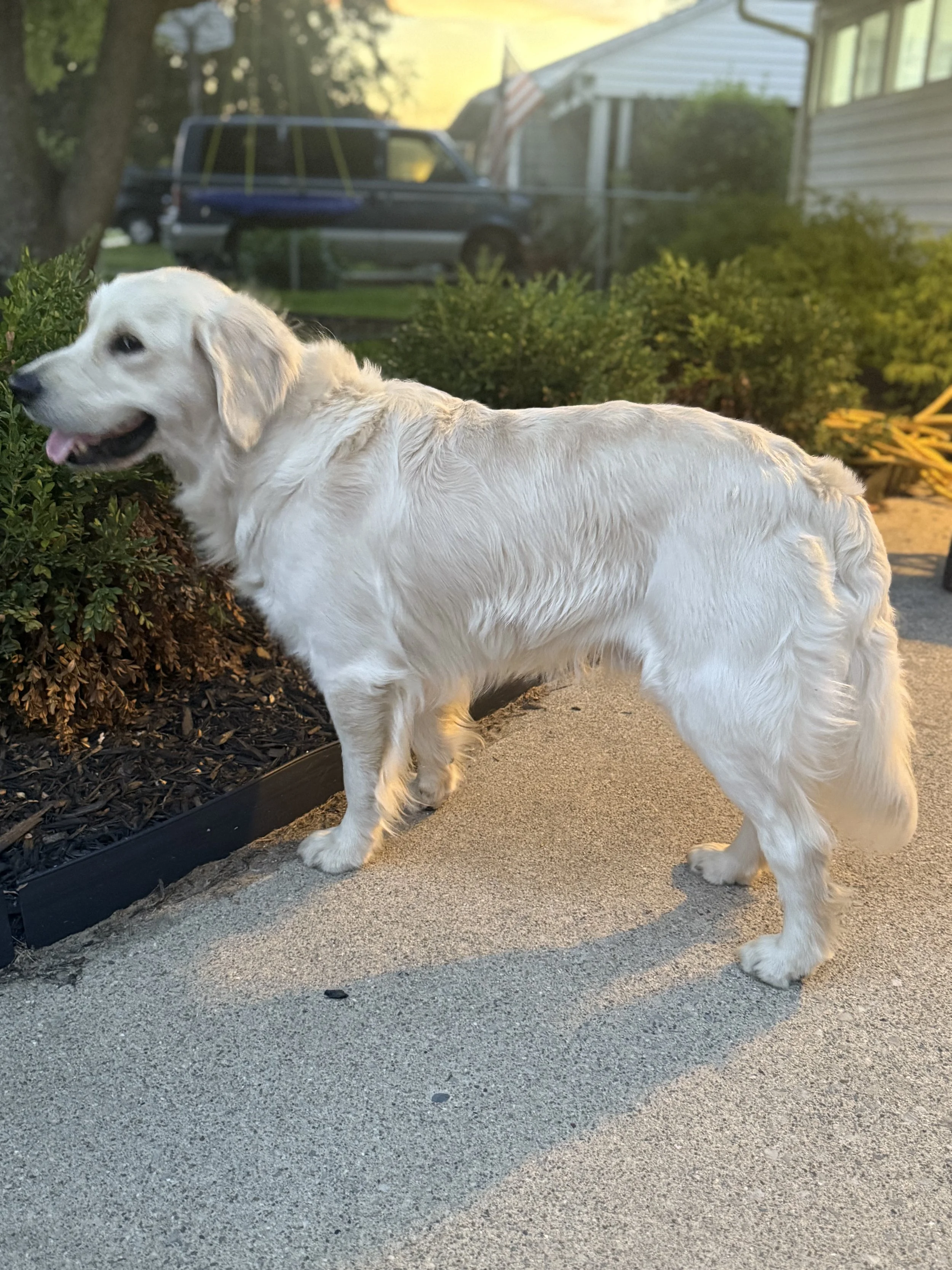 Close-up of a golden retriever dog with a friendly expression, lying on a sofa.