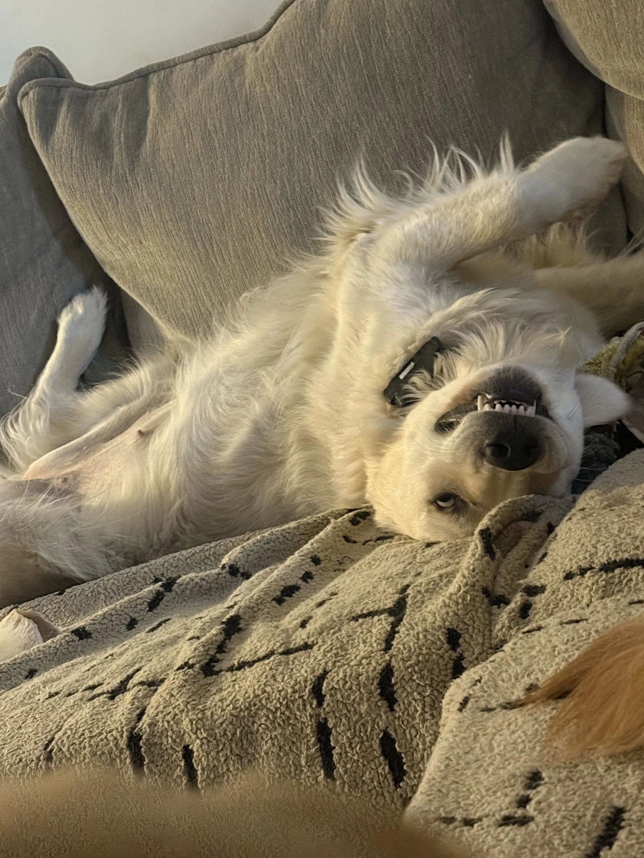 A golden retriever dog is lying upside down on a beige and black striped blanket, with its head resting on a beige cushion and its mouth slightly open, showing its teeth.