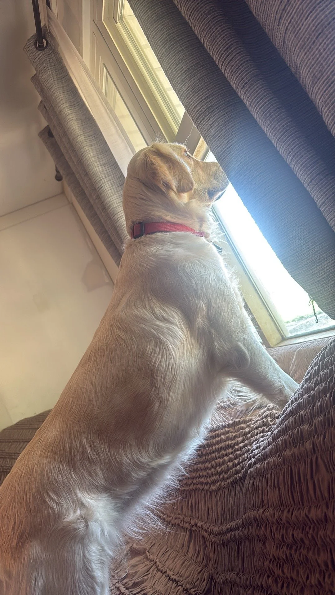 A golden retriever dog looking out a window with curtains in a living room.