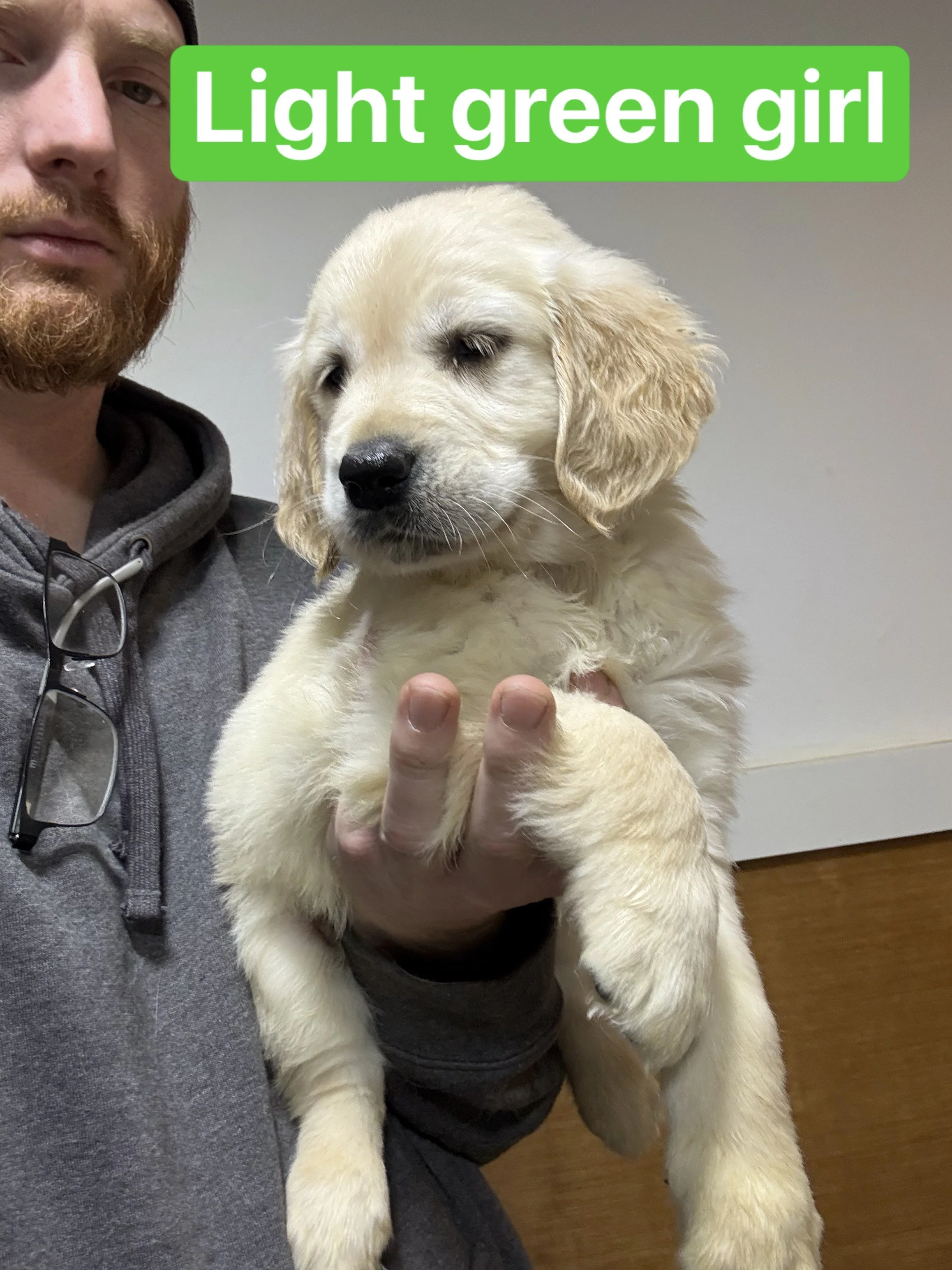 Person holding a light yellow puppy with a black nose in front of a wooden wall and wire mesh, with a green label that says 'Light green girl'.