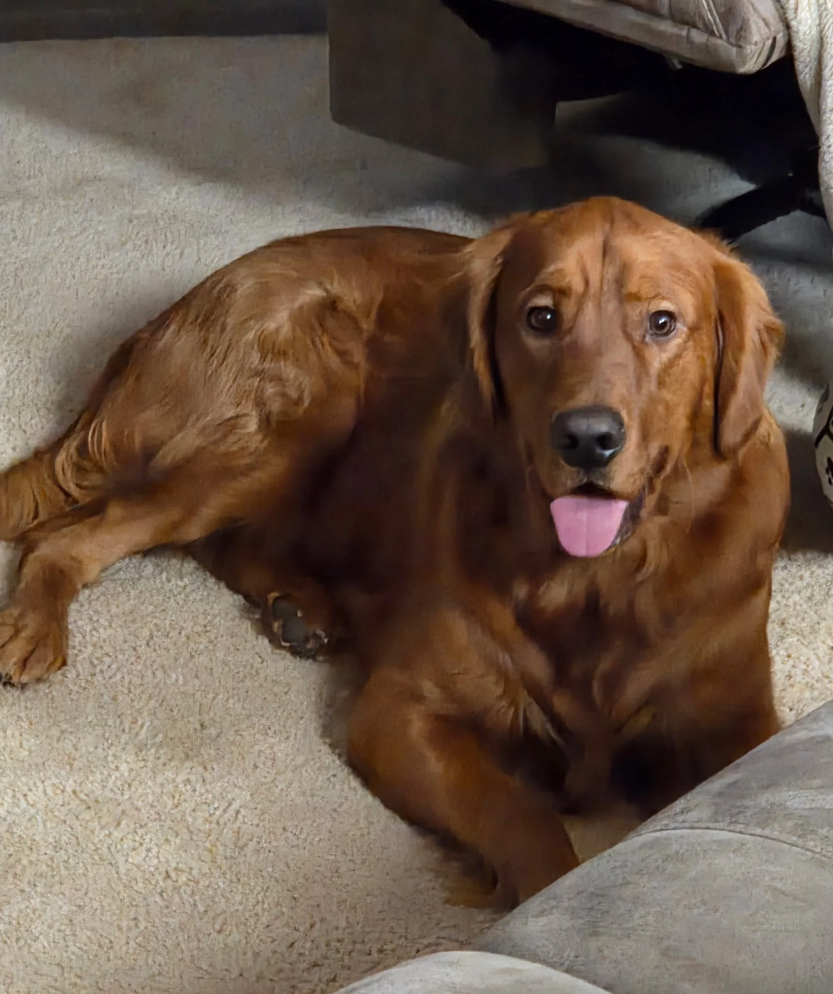 A golden retriever lying on a beige carpet with its tongue out, looking at the camera.