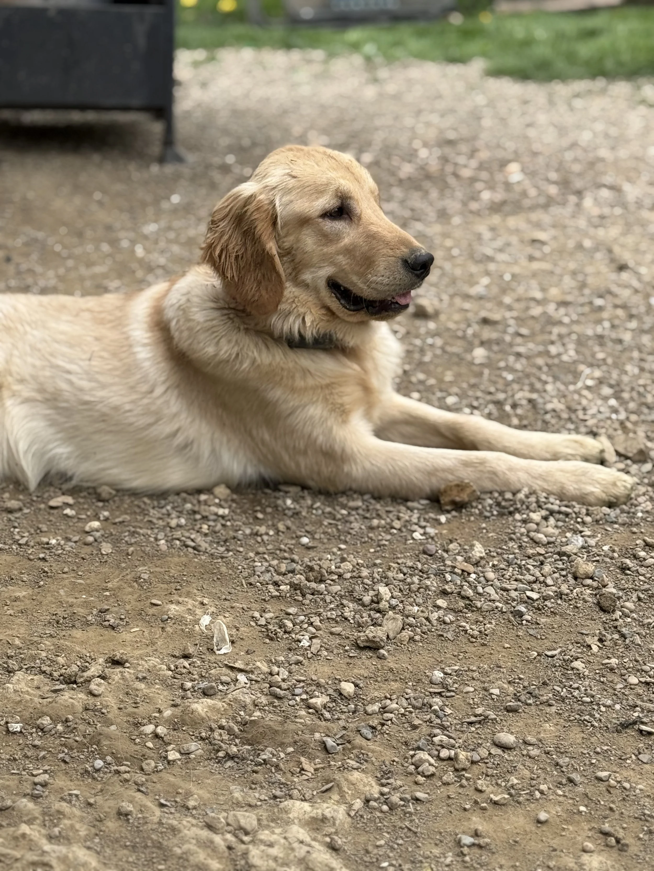 A golden retriever dog lying on the ground outdoors with a black trash can on the left and green grass in the background.