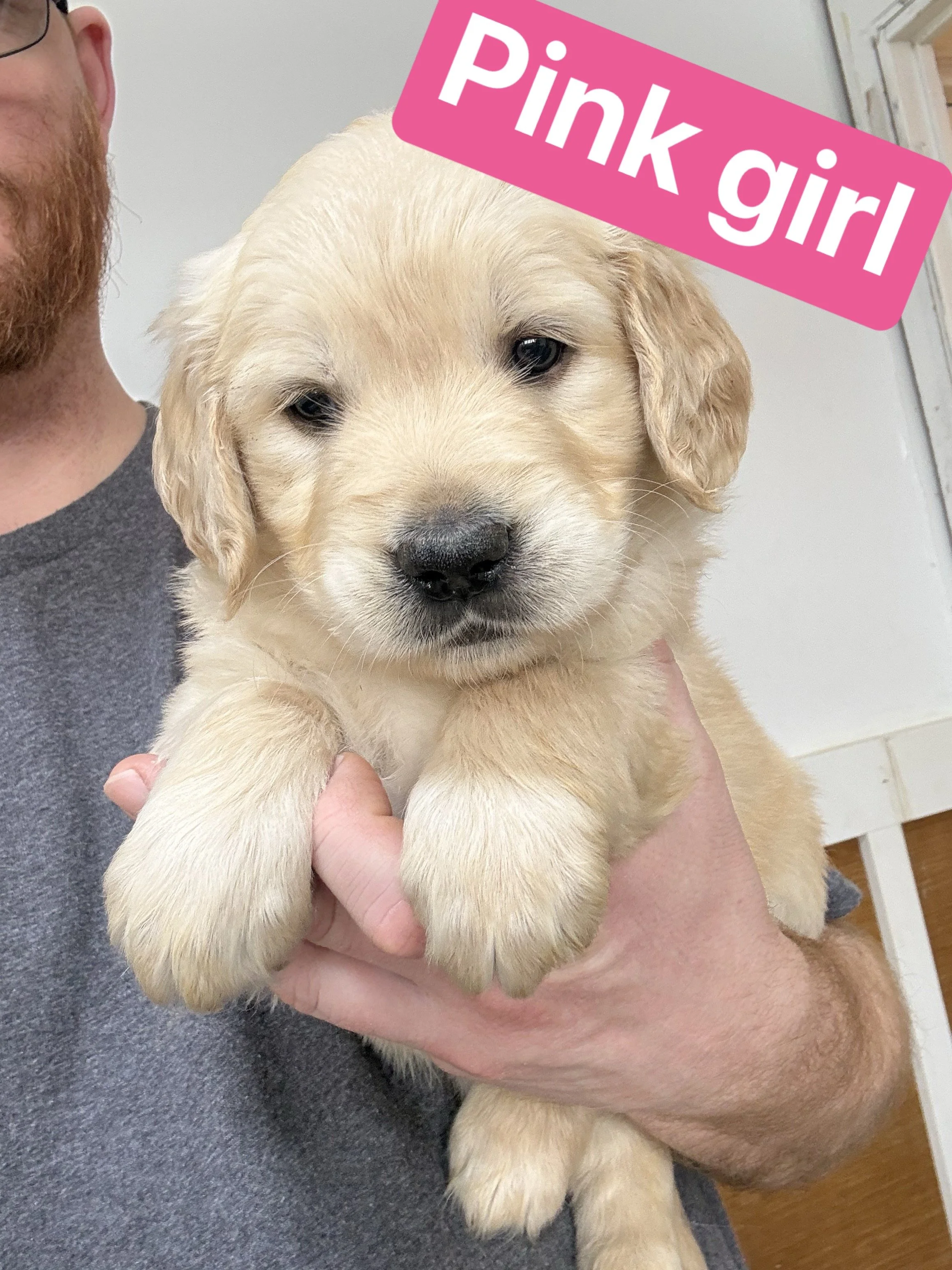 A man holding a fluffy yellow Labrador Retriever puppy in front of a wooden and wire fence. The puppy looks directly at the camera, and there is a pink sticker with white text that reads 'Pink girl' near the top right of the image.